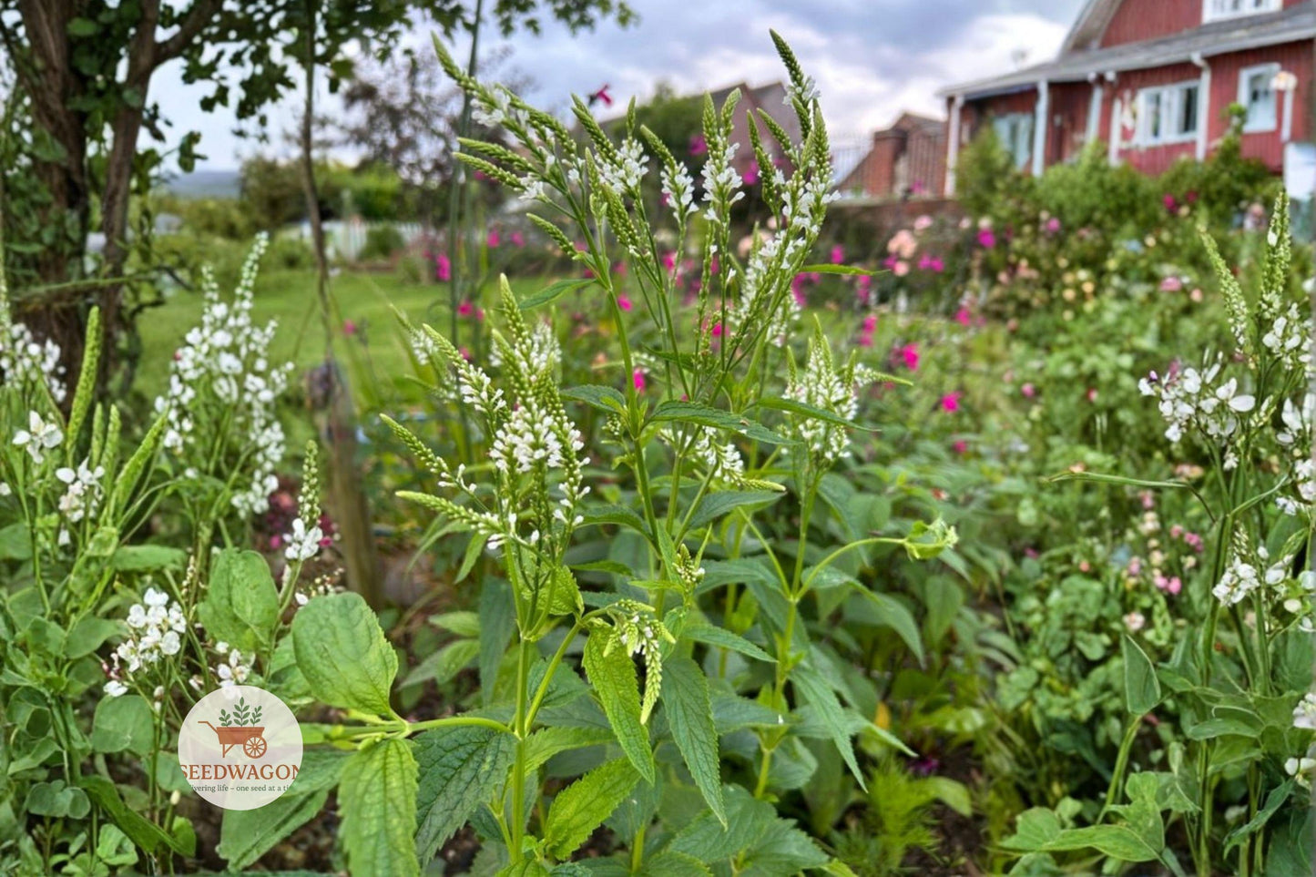 White Vervain Seeds – Native Perennial Wildflower for Pollinator Gardens – Verbena urticifolia, White Flowers