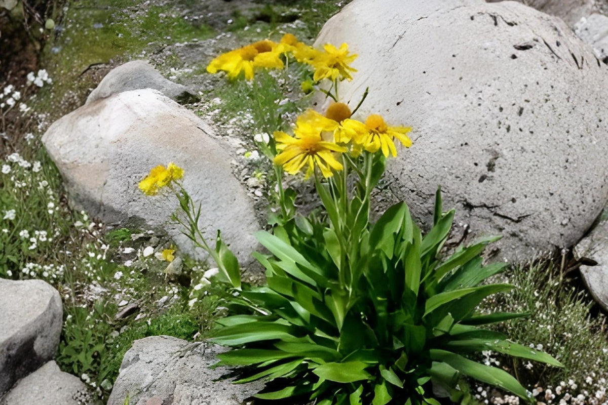 Orange Mountain Daisy Seeds – Native Alpine Wildflower, Drought Tolerant, Hymenoxys hoopesii, Bright Orange Blooms, Rock Garden Planting