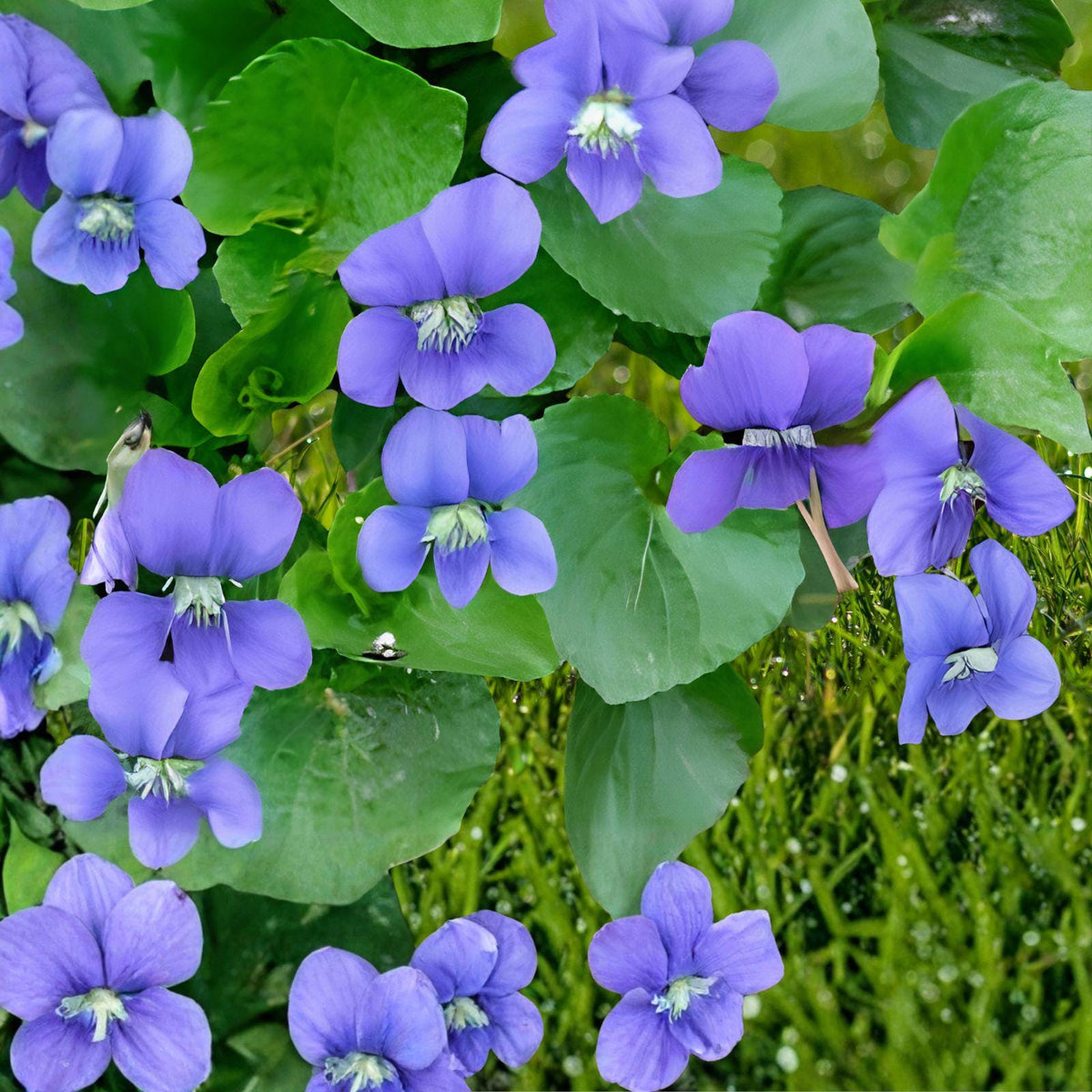 Common Blue Violet Seeds – Viola sororia – Perennial Wildflower for Shade Gardens & Pollinator Plantings