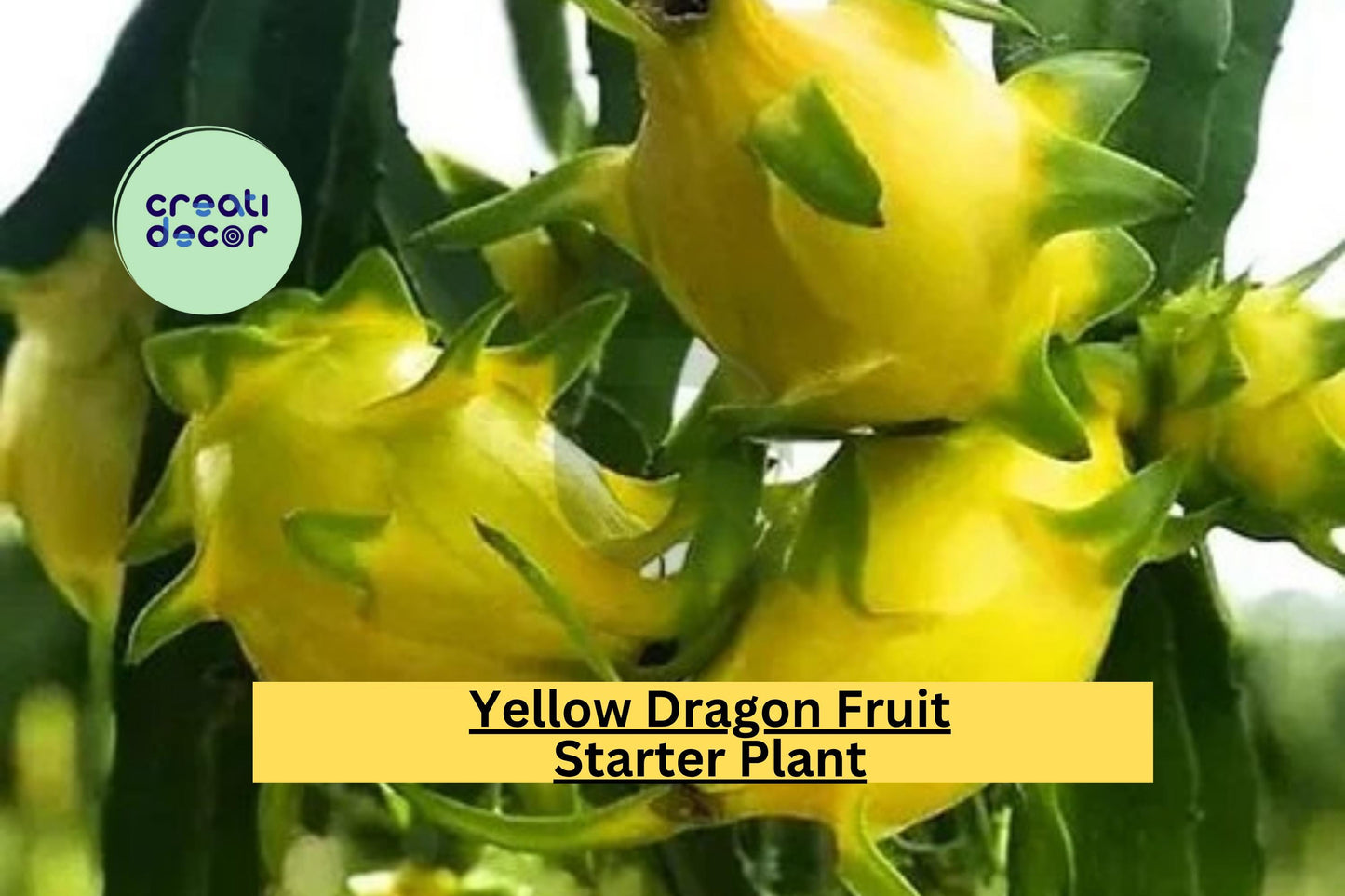Yellow Dragon Fruit Live Plant – Hylocereus megalanthus – Tropical Starter Cactus for Garden, Greenhouse, or Container Cultivation