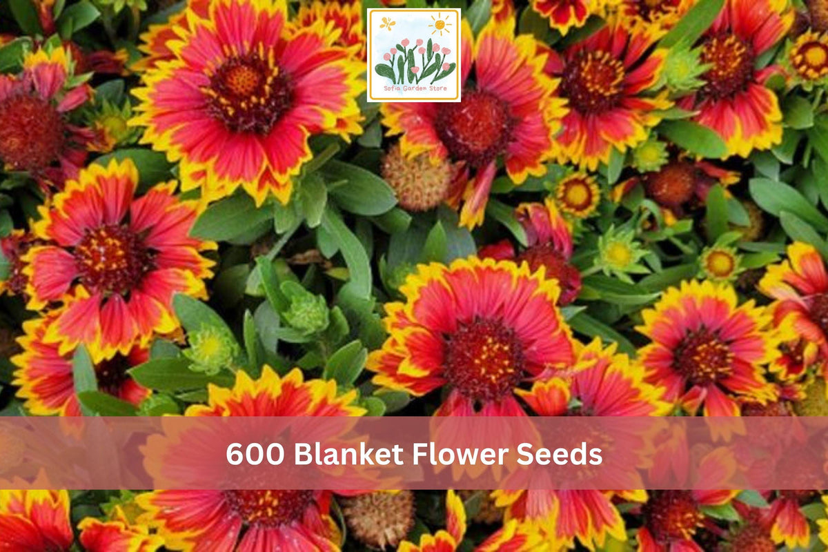 Gaillardia Blanket Flower Seeds, Perennial Mix, Bright Red, Orange & Yellow, Pollinator Garden, Gaillardia spp.