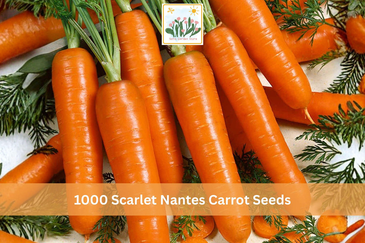 Scarlet Nantes Carrot Seeds 1000+ Daucus carota Heirloom Vegetable for Garden Beds & Containers
