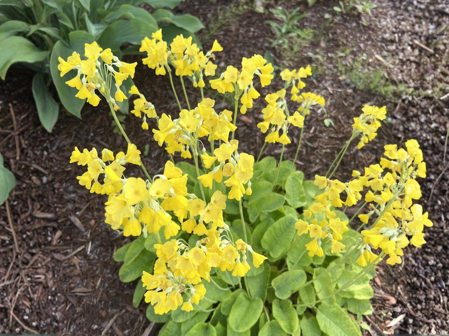 Evening Primrose Seeds – Oenothera Lamarckiana Flower, Yellow Bloom, 200 Seeds for Garden Beds & Natural Landscaping