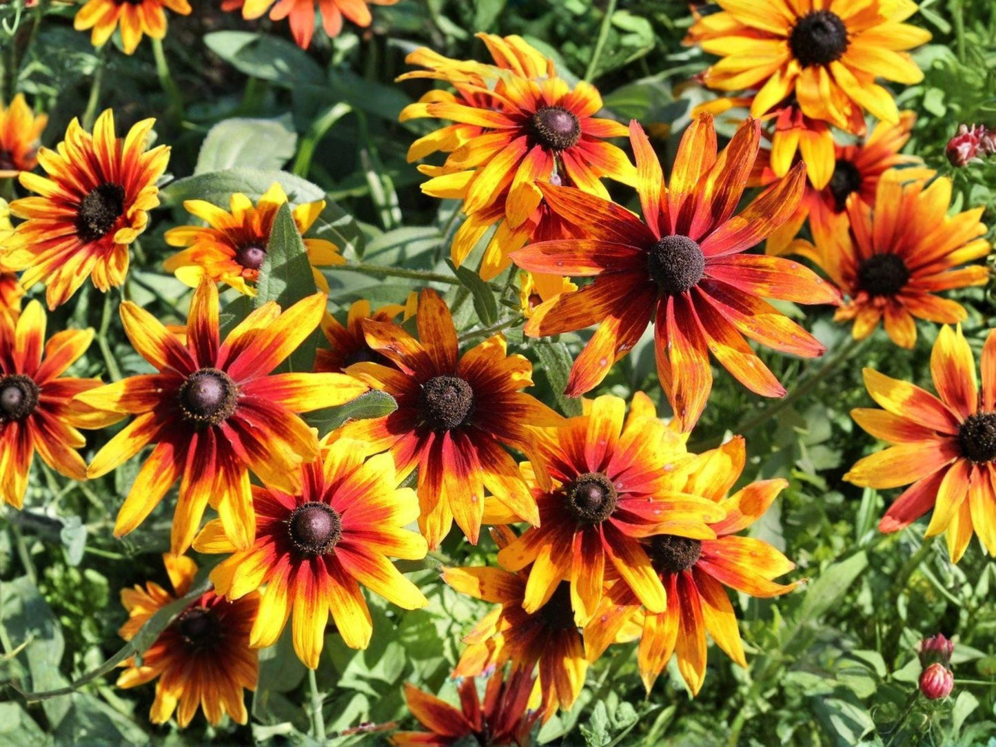 Gloriosa Daisy Seeds, Rudbeckia hirta ‘Gloriosa’, 250 Seeds, Bright Yellow, Orange, Red Flowers for Garden Beds & Borders