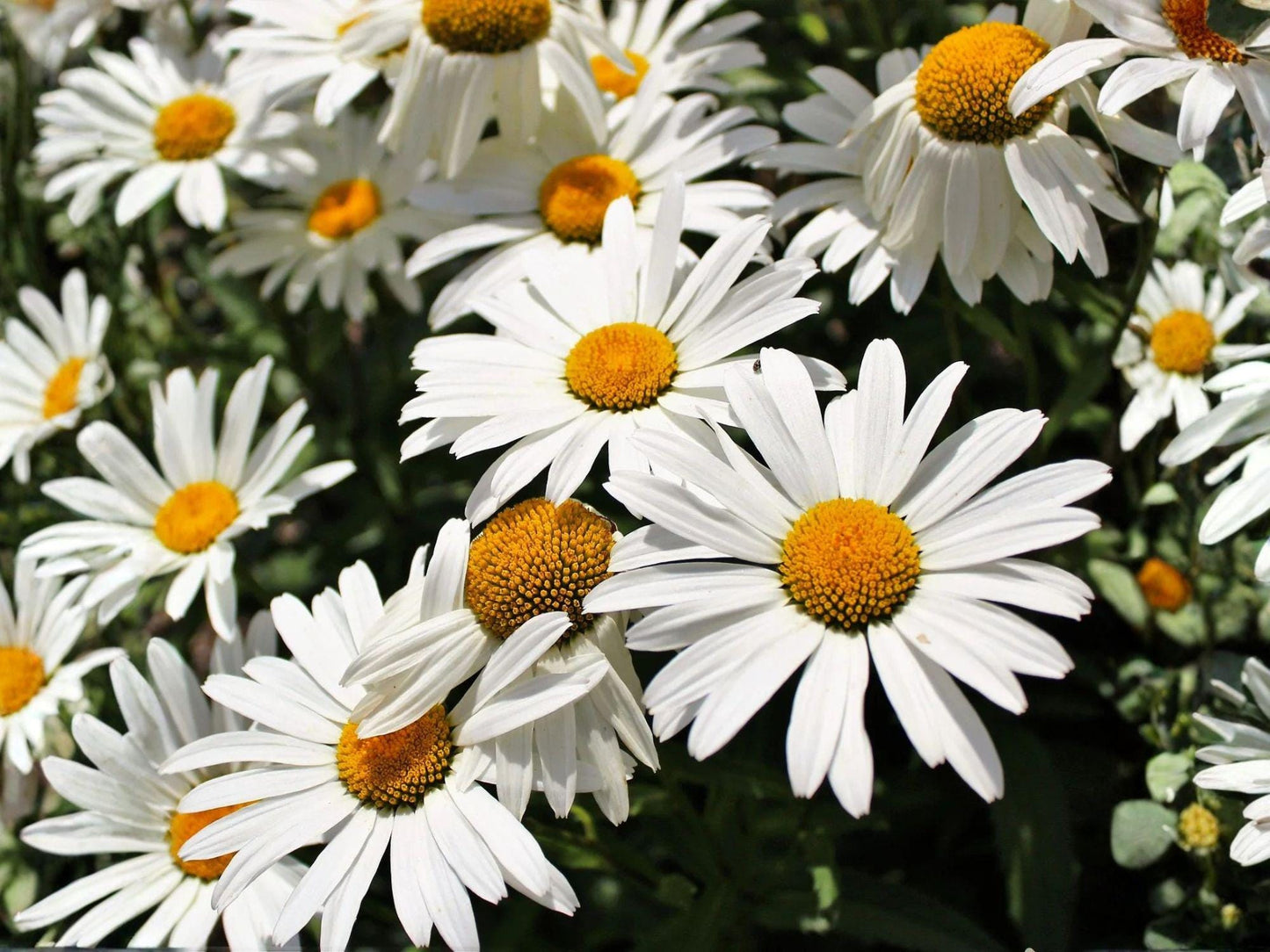 Shasta Daisy Seeds – White Flower Perennial Garden Plant – Chrysanthemum Maximum – 100 Seeds