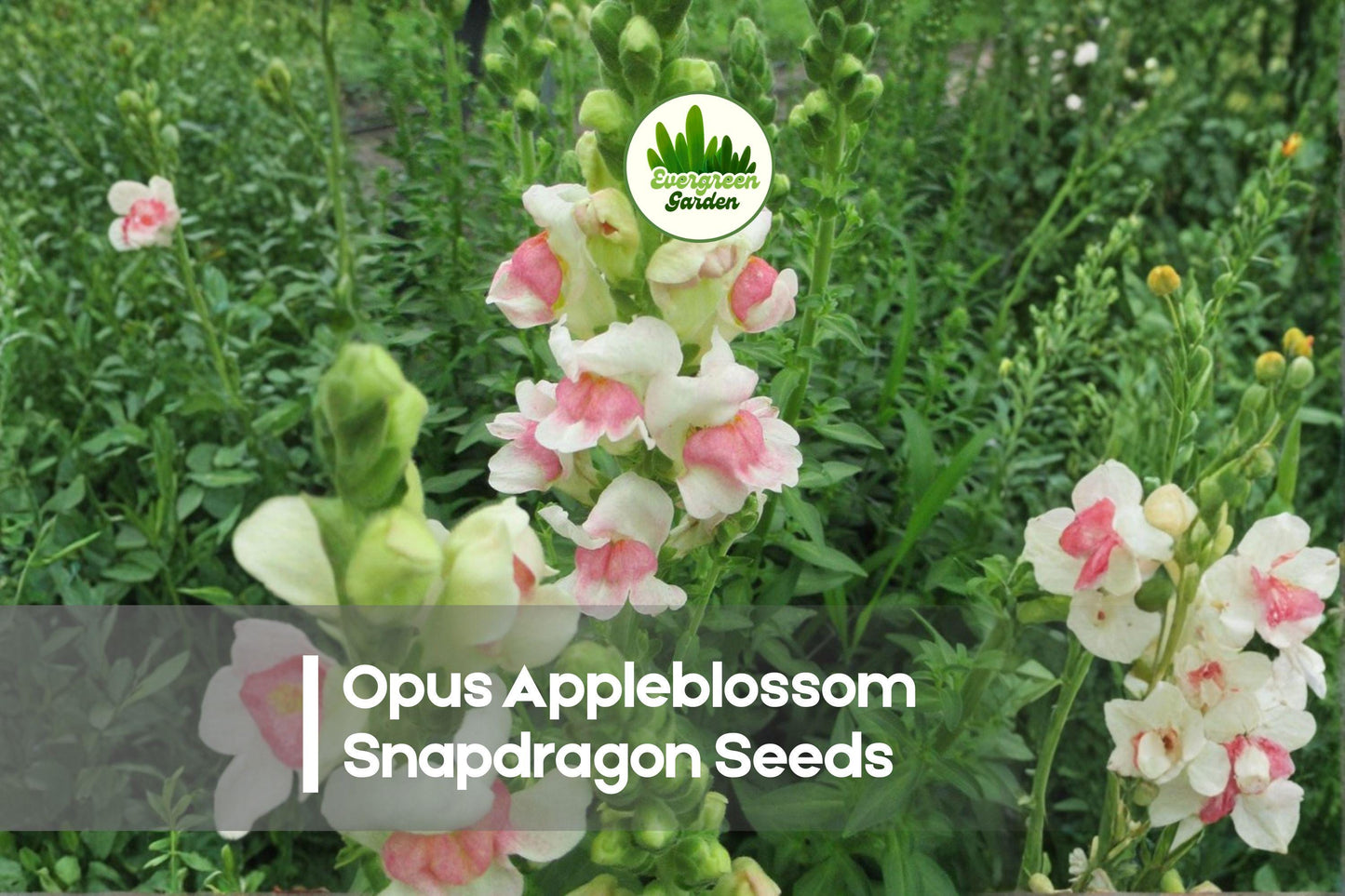 Opus Appleblossom Snapdragon Seeds – Pink and White Bicolor, Tall Annual Flowers, Antirrhinum majus, Cut Flowers & Borders