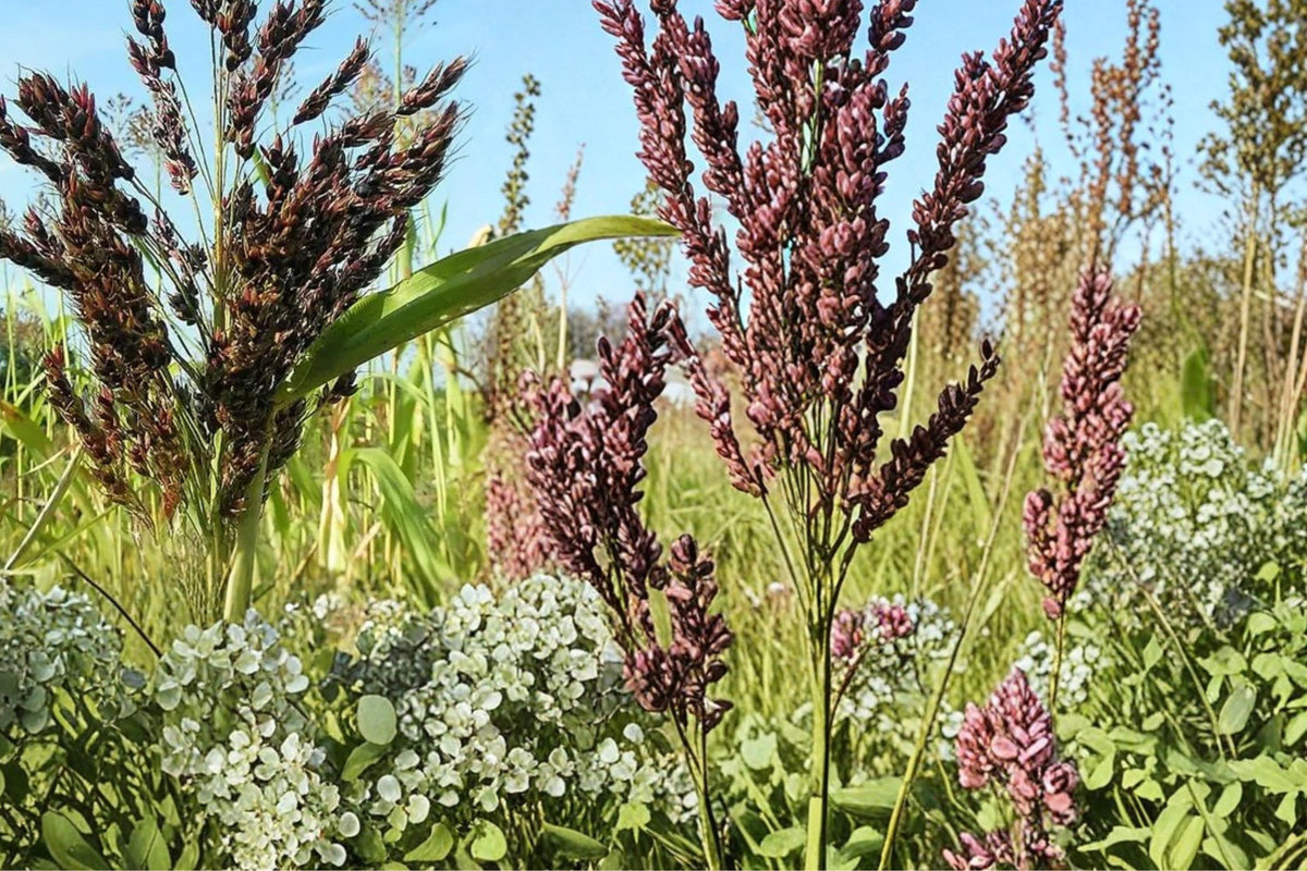 Wild Game Sorghum Seeds 1/2 Pound | Sorghum bicolor Grain Crop for Open Fields & Gardens