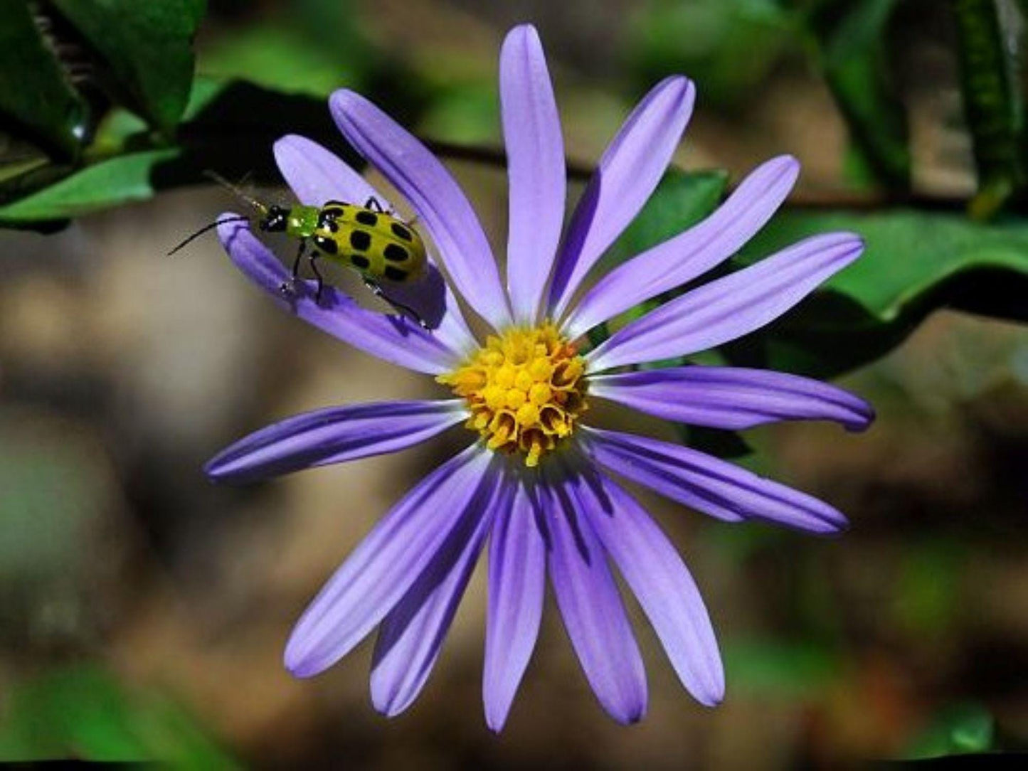 Symphyotrichum turbinellum Prairie Aster Seeds – Native Purple Wildflower for Pollinator Gardens, Heirloom, Non-GMO, Drought Tolerant
