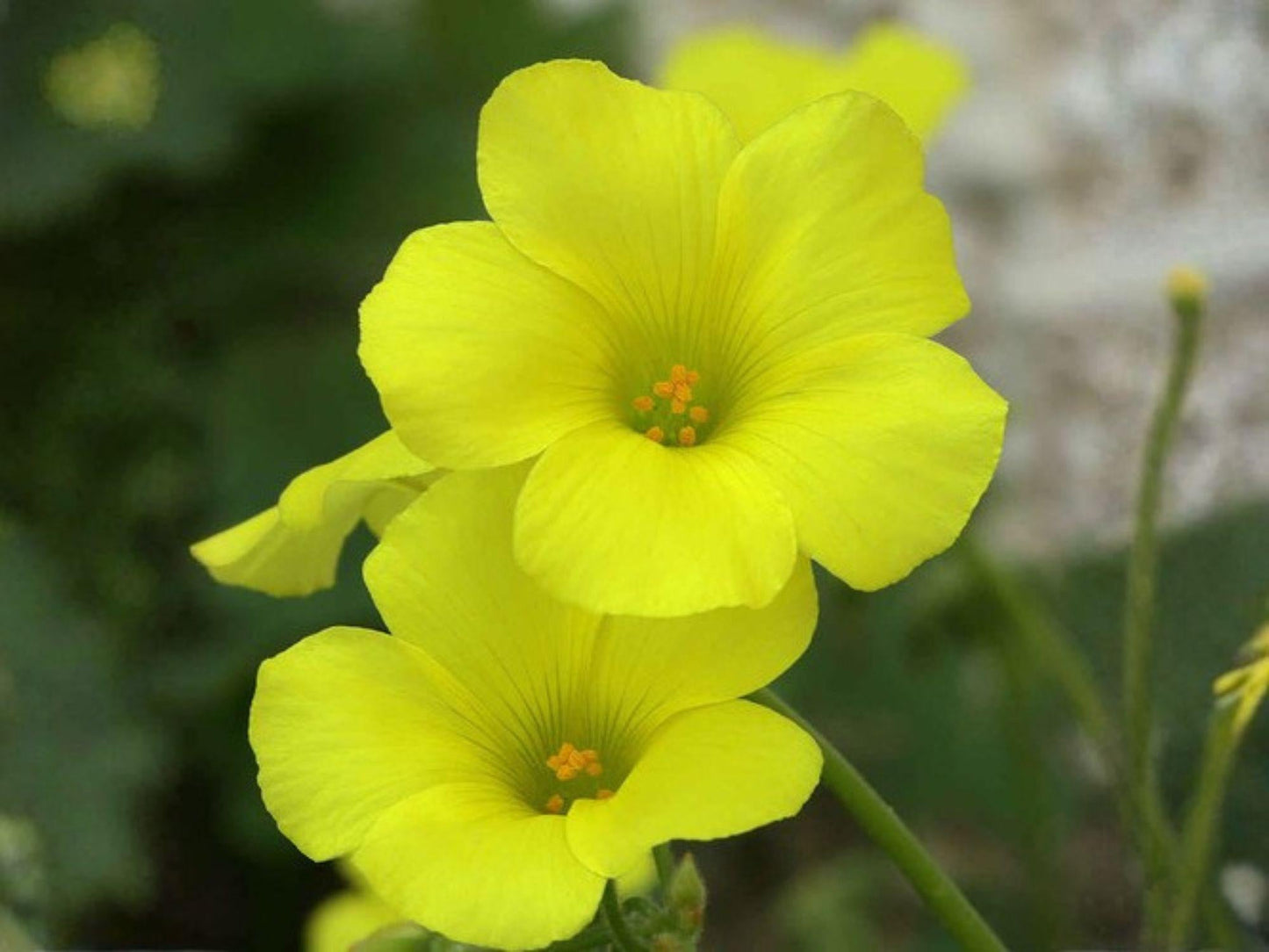 Oxalis valdiviensis Seeds – Chilean Yellow Clover, Yellow Sorrel Ground Cover, Heirloom, Non-GMO, Perennial, Easy to Grow