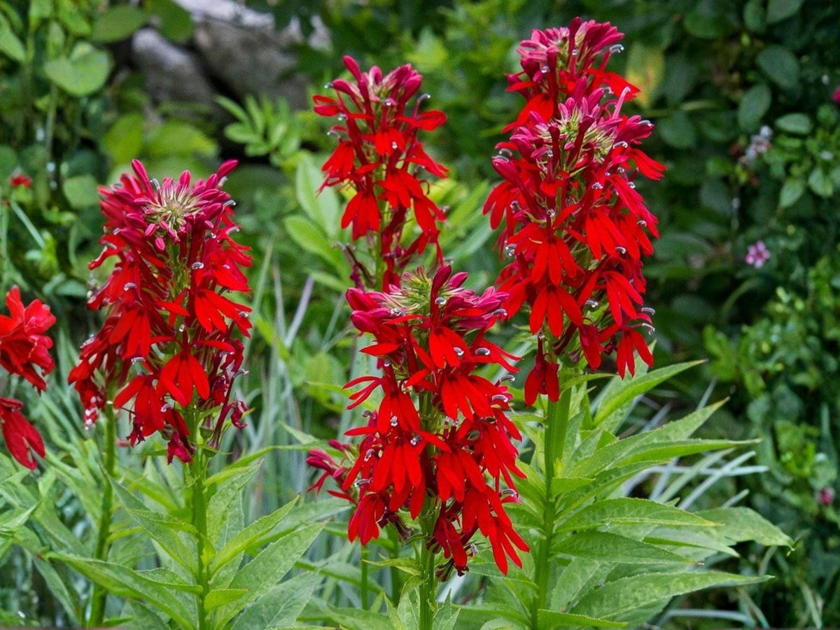 Lobelia cardinalis Seeds – Cardinal Flower Native Pollinator Garden Plant Non-GMO Heirloom Wildflower