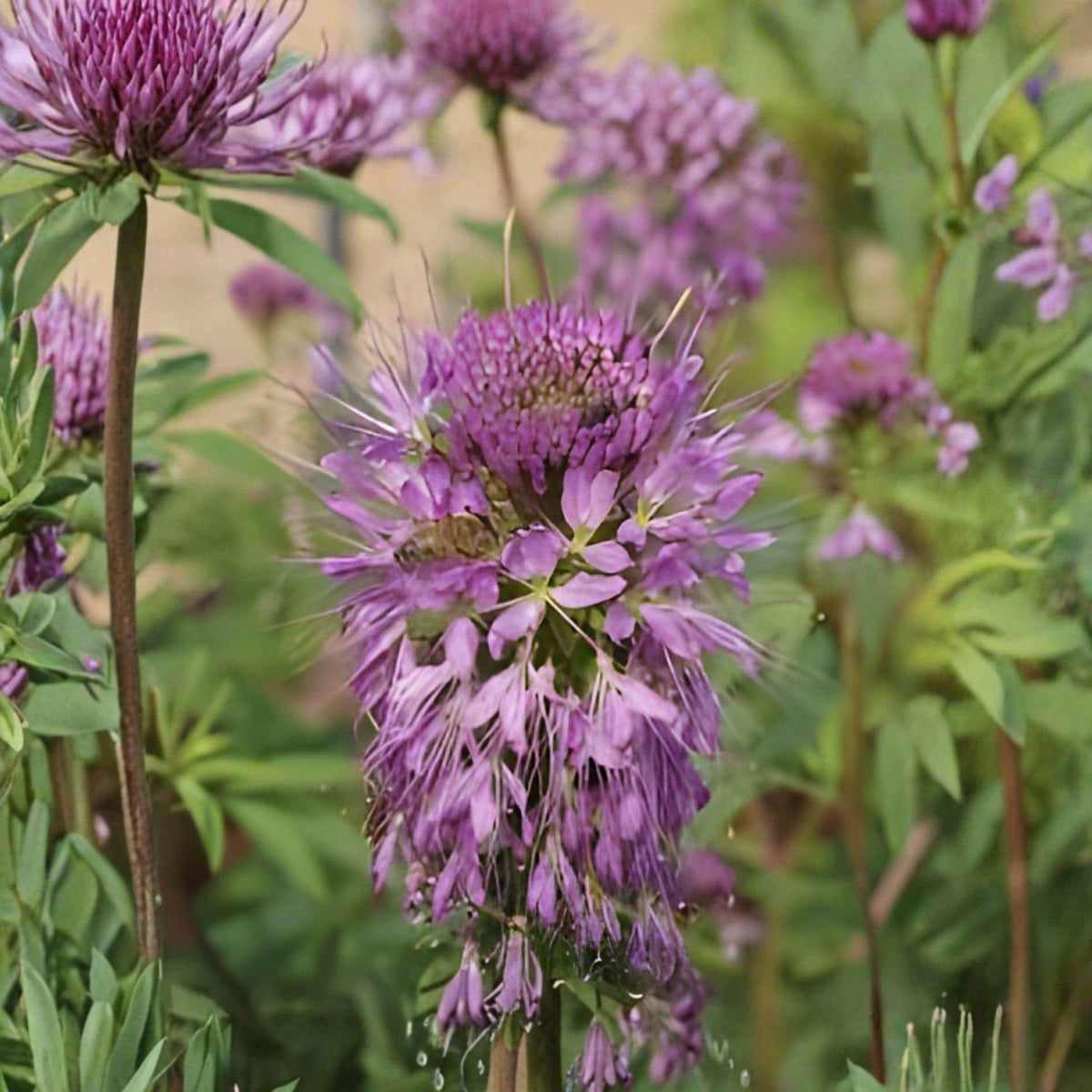 Rocky Mountain Bee Plant Seeds – Cleome serrulata Wildflower for Pollinators, Prairie Gardens, 75 Seeds