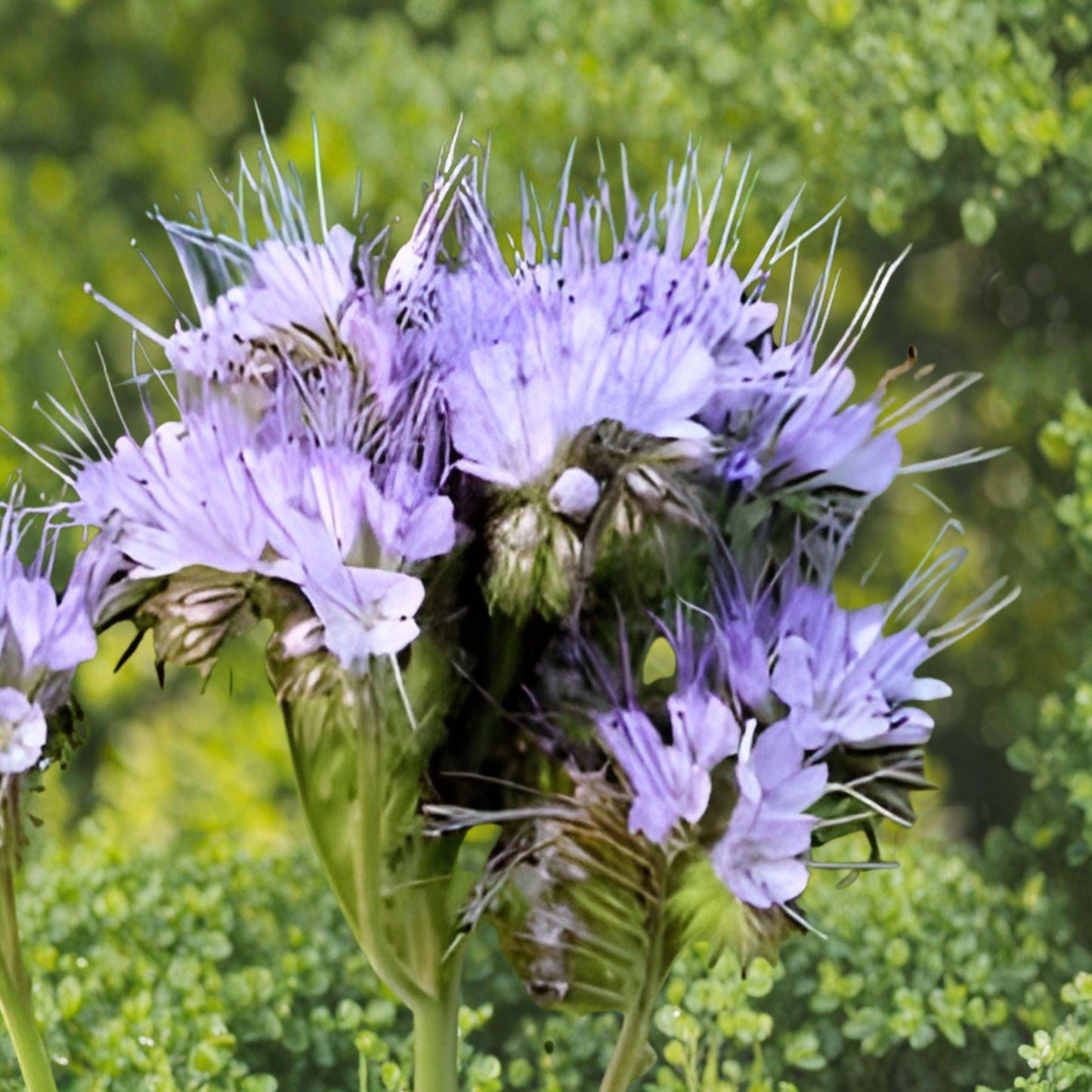 Lacy Phacelia Seeds 100 Count – Phacelia tanacetifolia Wildflower for Pollinator Gardens and Cover Cropping