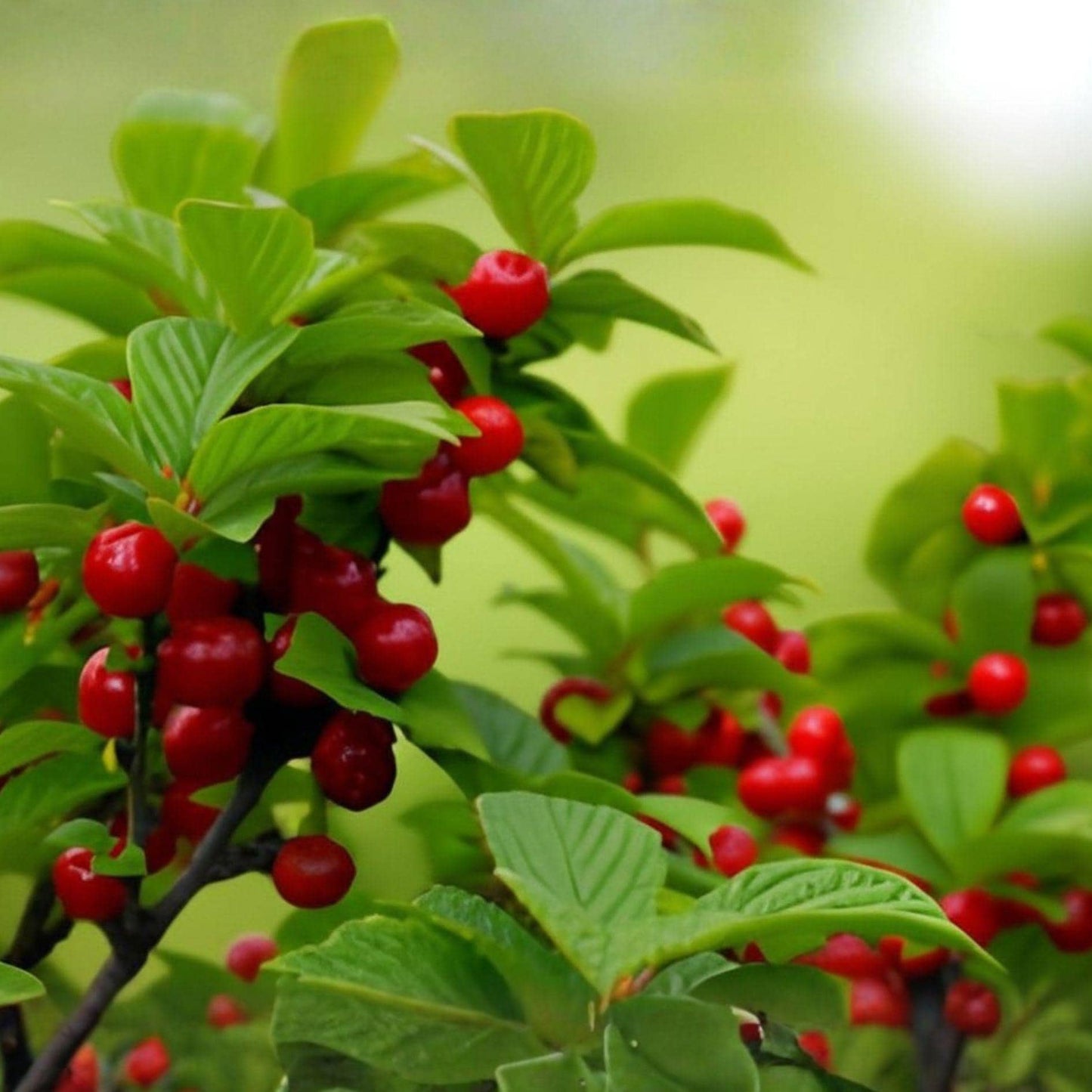 Nanking Bush Cherry Set of 2 Live Bare Root Plants – Prunus tomentosa Fruit Shrubs for Edible Gardens and Hedgerows