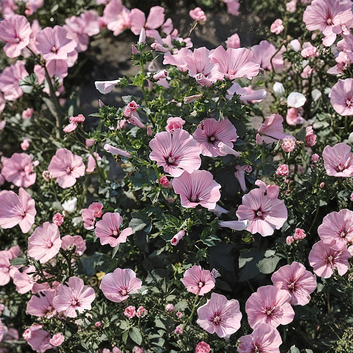 Rose Mallow Live Plant – Bare Root Hibiscus moscheutos – Large Tropical-Style Blooms & Butterfly Attractant