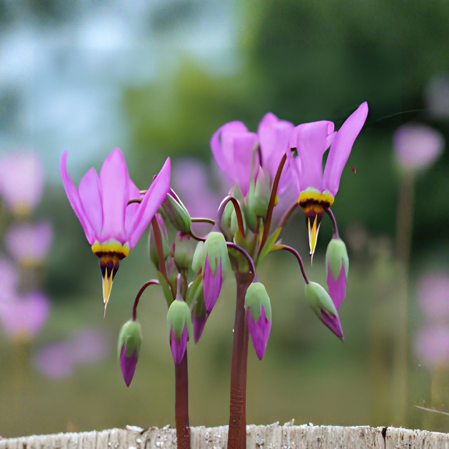 Midland Shooting Star Seeds – Dodecatheon meadia Perennial Wildflower, Native Plant for Gardens & Meadows (100 Seeds)