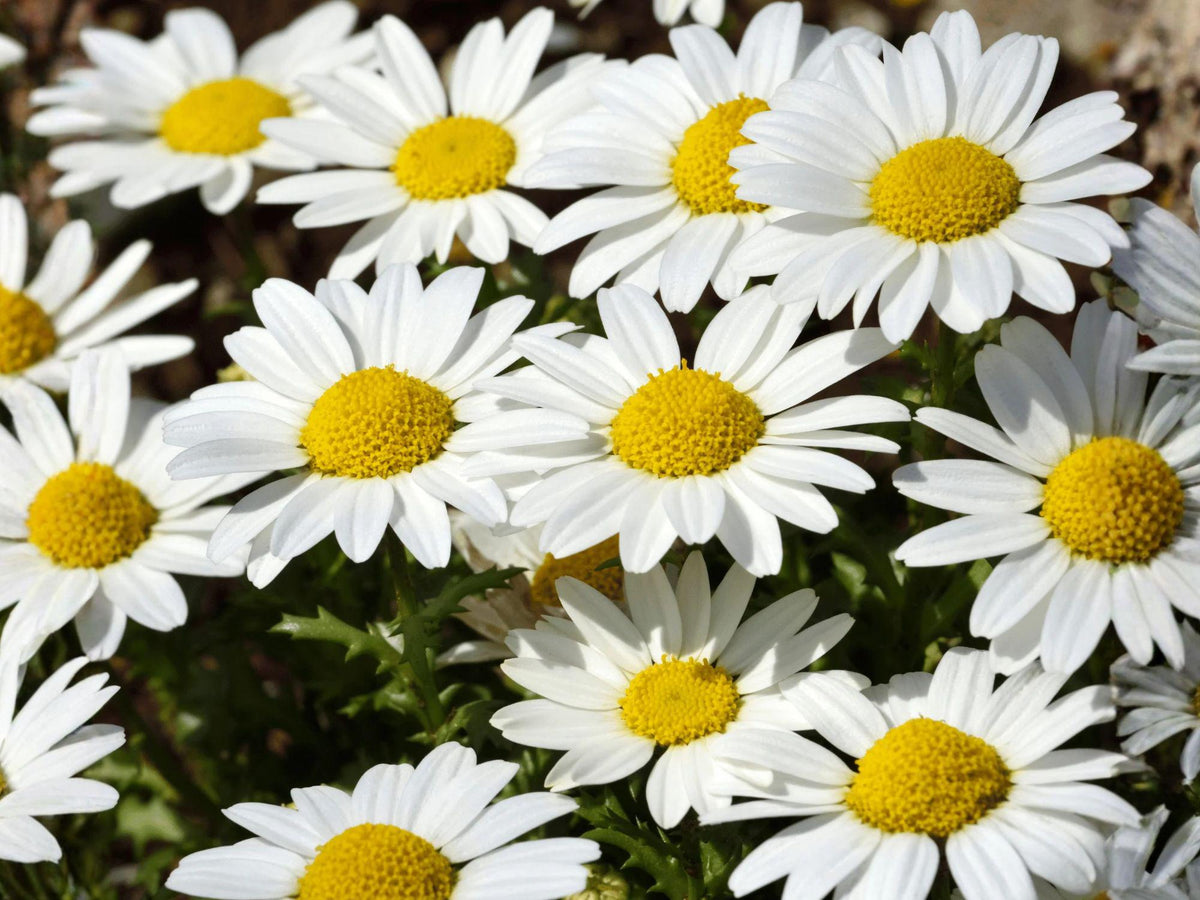 Creeping Daisy Flower Seeds | Chrysanthemum paludosum | White with Yellow Center | Low-Growing Annual Plant for Borders & Containers