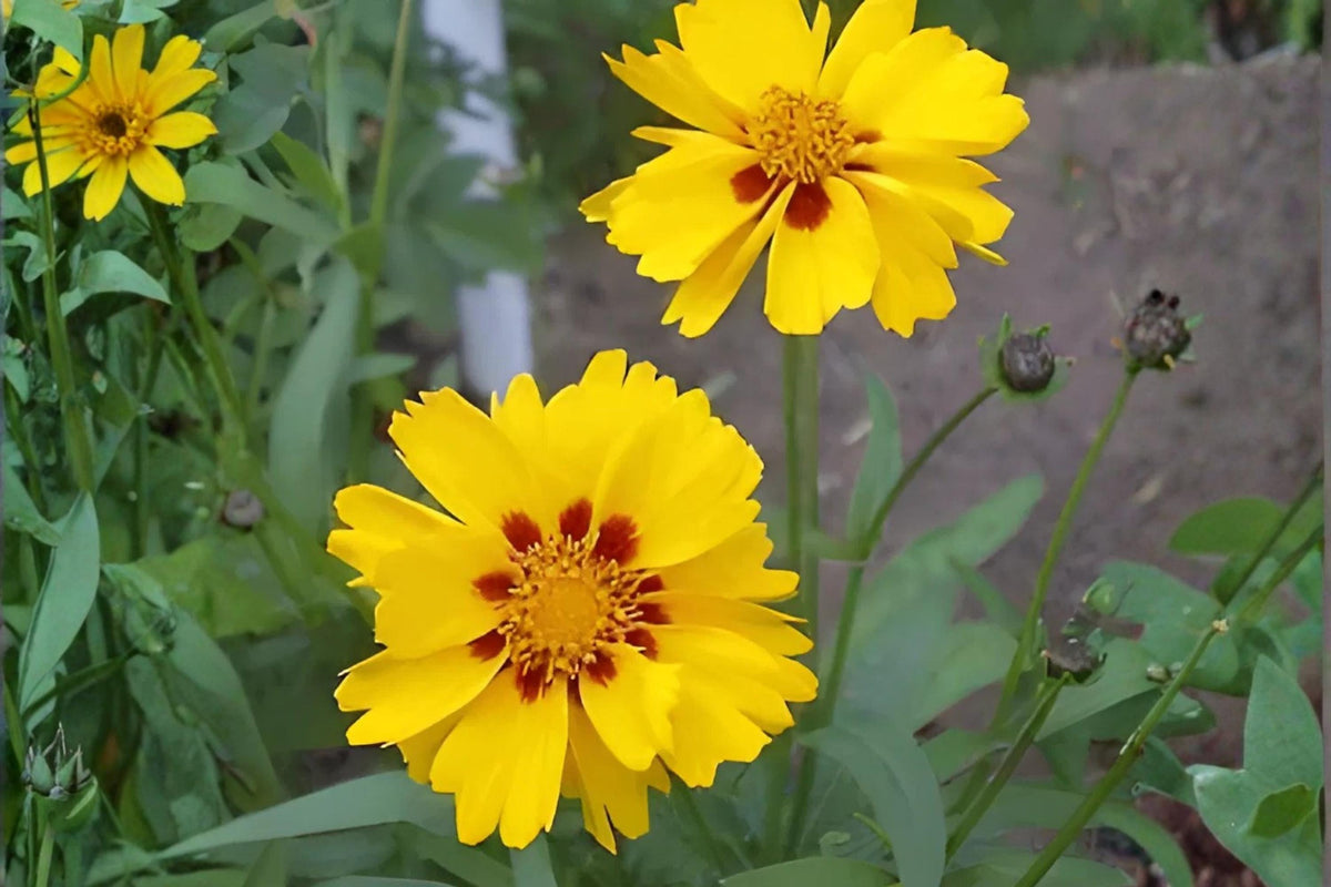 Picta Tickseed Seeds (Coreopsis nuecensis) - Bright Native Wildflower for Borders & Xeriscaping, Drought-Tolerant, Bee & Butterfly Attractant