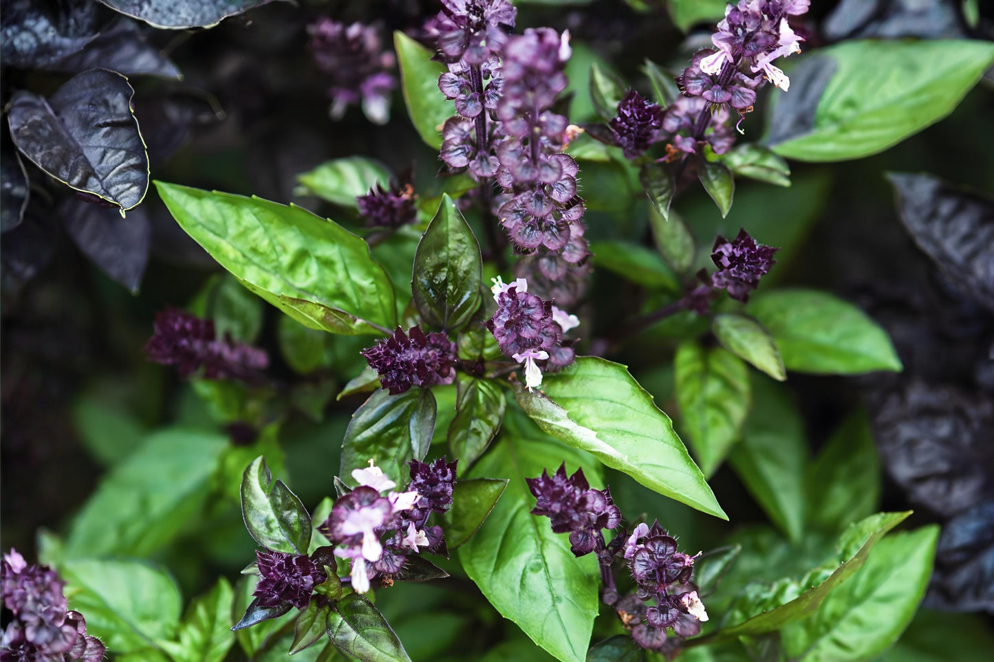 Cinnamon Basil Seeds | Aromatic Ocimum basilicum with Purple Stems & Pink-Lavender Flowers | Culinary & Ornamental Herb