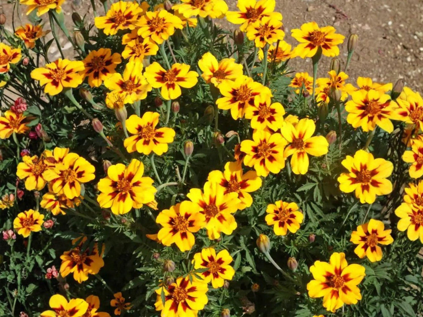 Dainty Marietta French Marigold Seeds – Tagetes patula, Bright Yellow Flowers with Red Center, Compact Annual Garden Flower, 100 Seeds