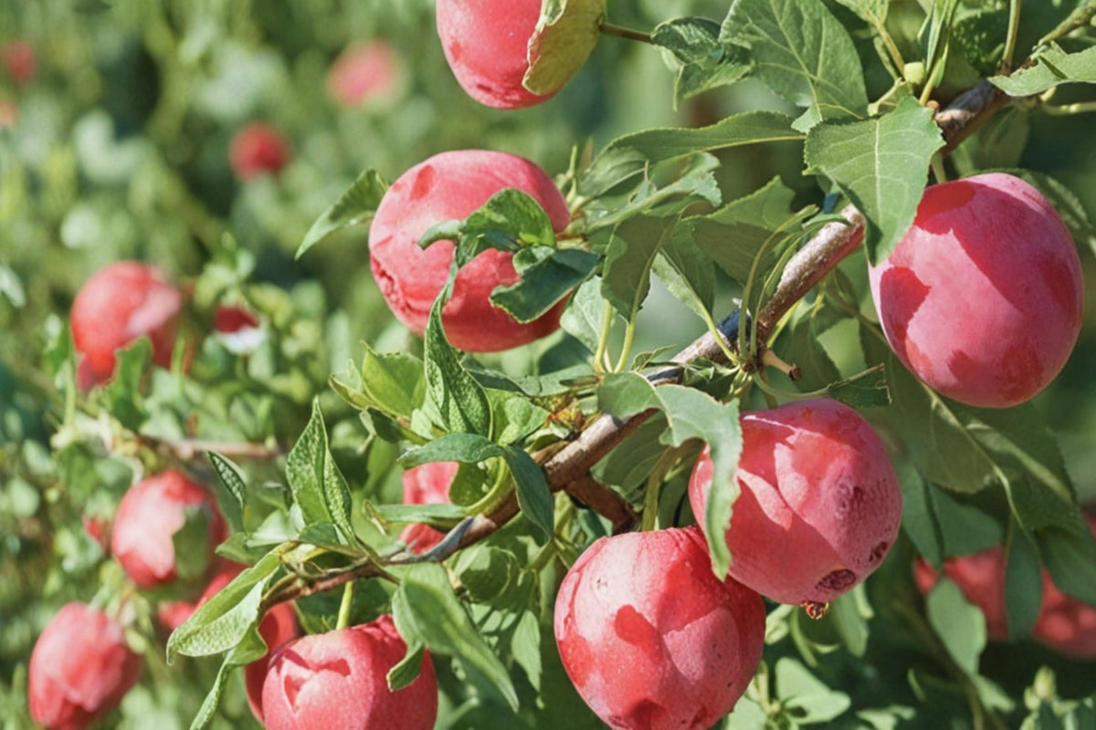 American Plum Seeds – Prunus americana, Edible Fruit Tree, Garden & Orchard Planting, Deciduous Tree Seeds