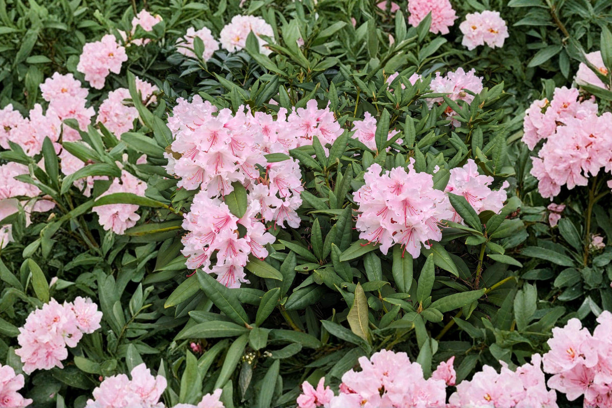 Rosebay Rhododendron Bare Root Plant – Evergreen Shrub, Rhododendron maximum, White to Pink Flowers, Shade Tolerant, Woodland Garden