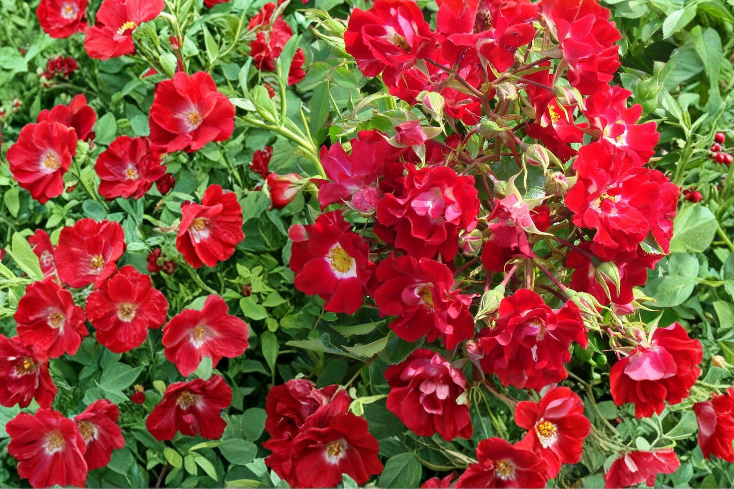 Red Climbing Rose Bare Root Plant – Rosa spp. Flowering Climber with Vibrant Red Blooms for Garden Borders and Trellises