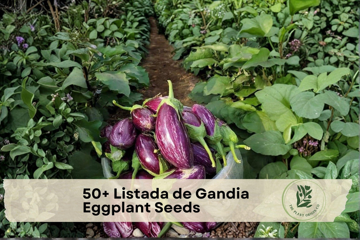 Listada de Gandia Eggplant Seeds – Heirloom Striped Eggplant (Solanum melongena) for Home Gardens