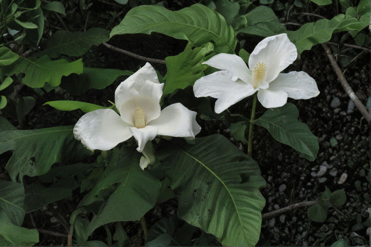 Bigleaf Magnolia Bare Root Plant – Magnolia macrophylla – Large Leaf Deciduous Tree for Garden & Landscape