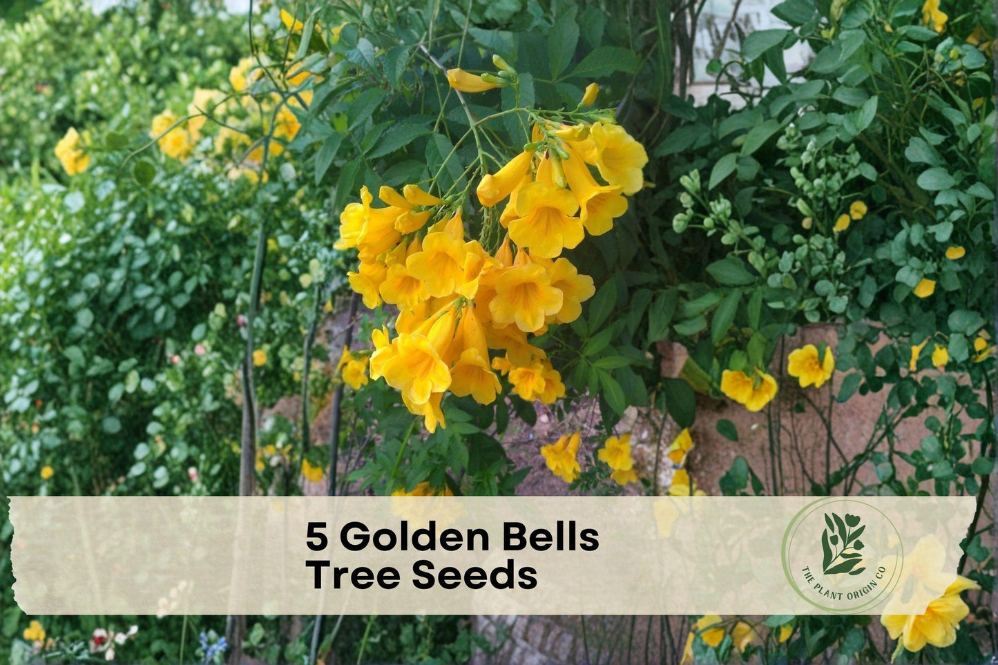 Golden Bells Tree Seeds – Ornamental Mayodendron igneum with Bright Orange Bell-Shaped Flowers, Garden Plant, Outdoor Landscaping Seeds