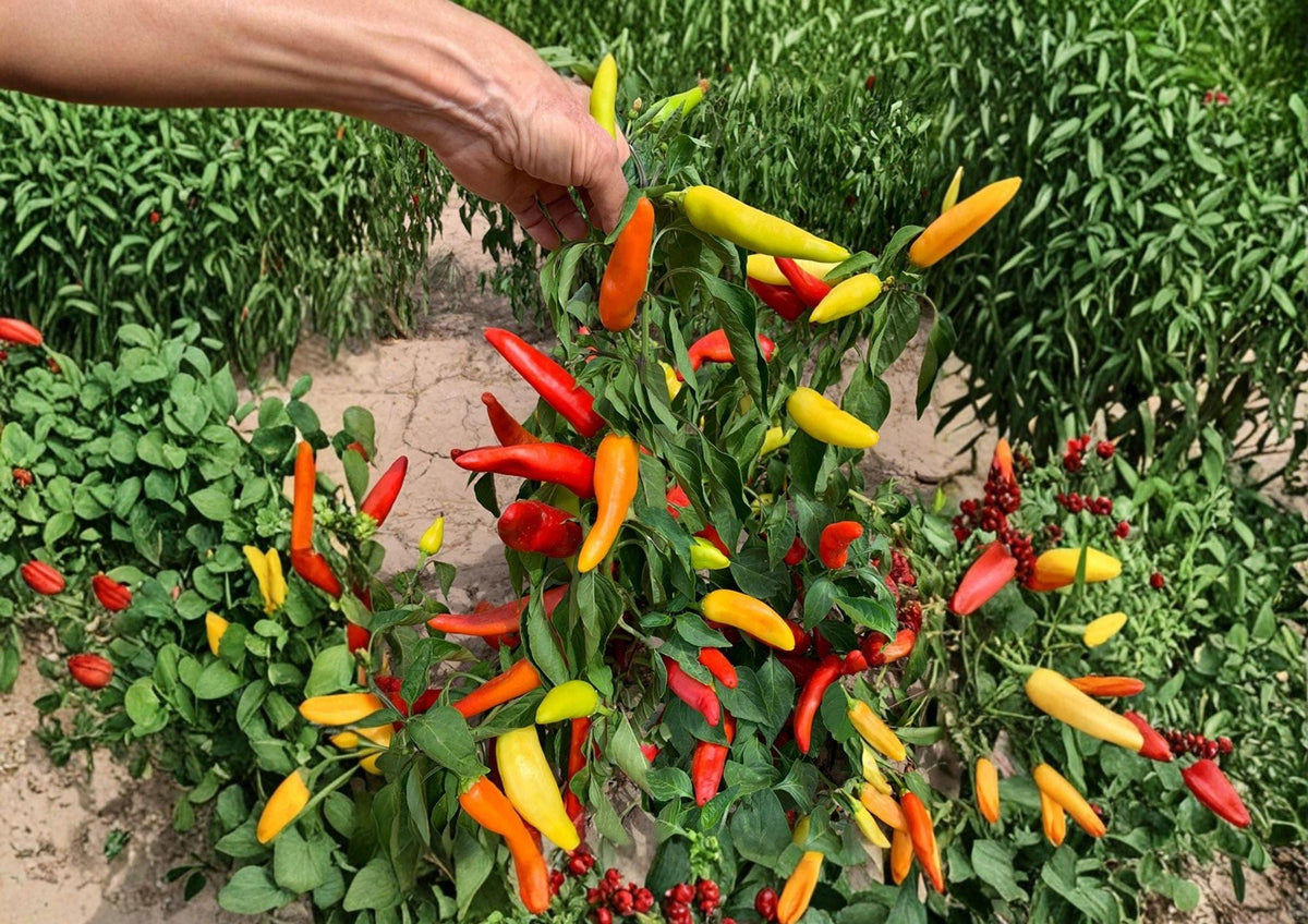 Hungarian Yellow Wax Pepper Seeds – Heirloom, Bright Yellow, Medium Heat, High Yield, Chili Pods for Garden and Container Planting