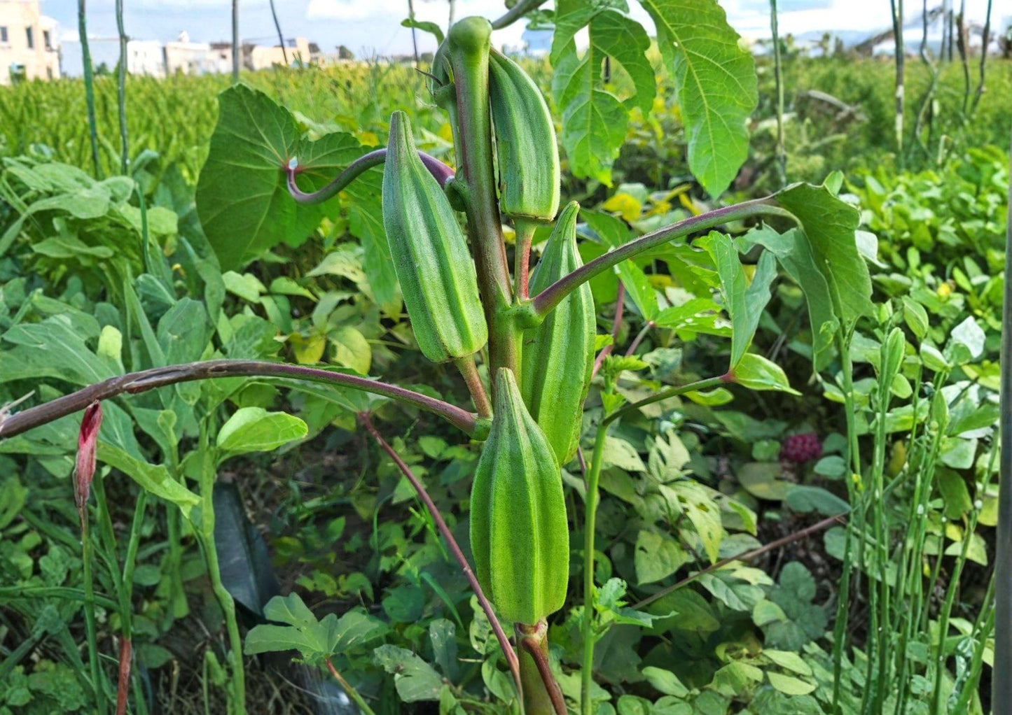 50+ Louisiana Green Velvet Okra Seeds – Heirloom, Spineless, High Yield Vegetable Seeds for Garden Planting, AAS Winner, Tender Pods