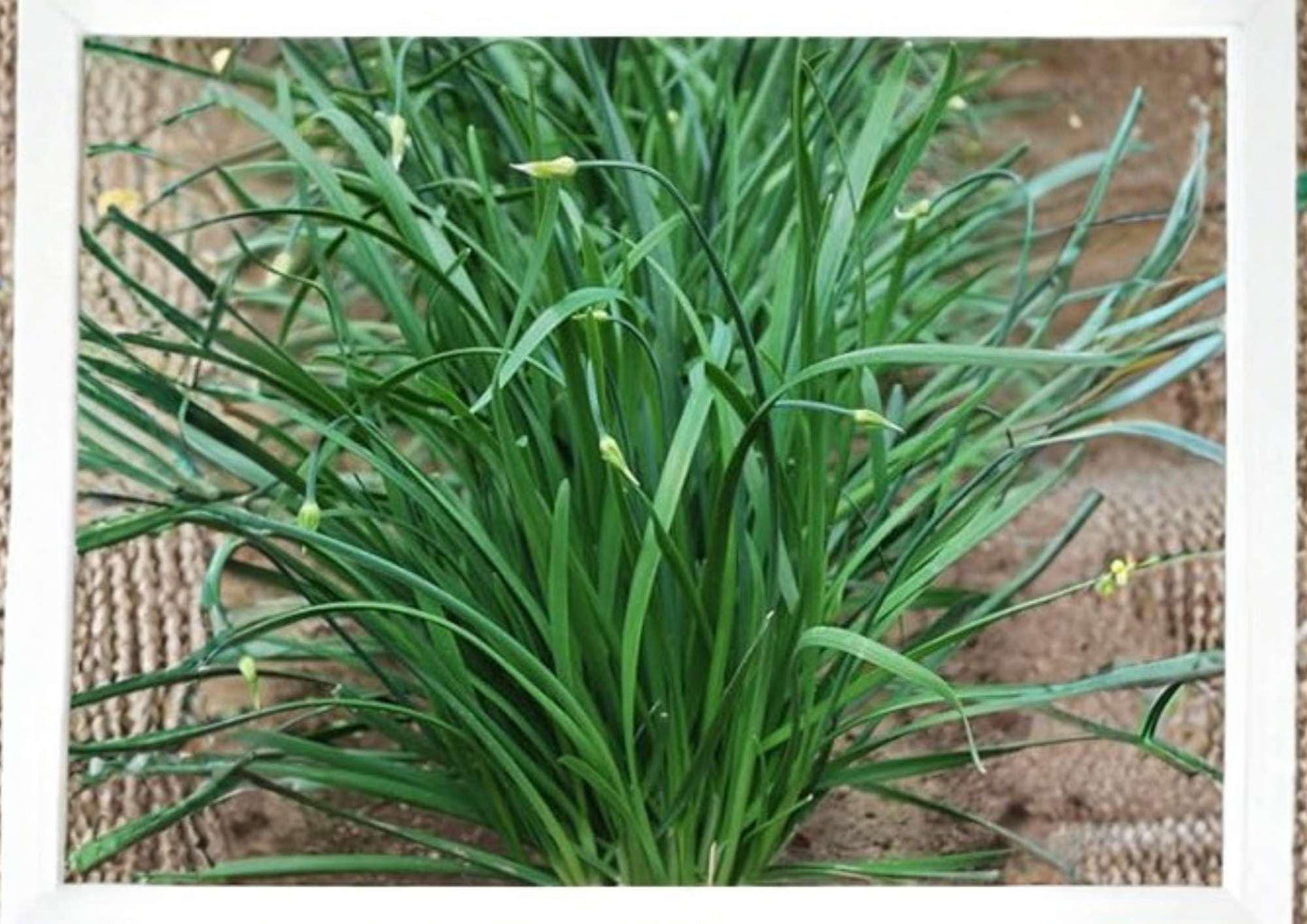 Carantan Leek Seeds, Heirloom Large Vegetable Seeds for Garden, Cold Hardy Gourmet Cooking, 250+ Seeds