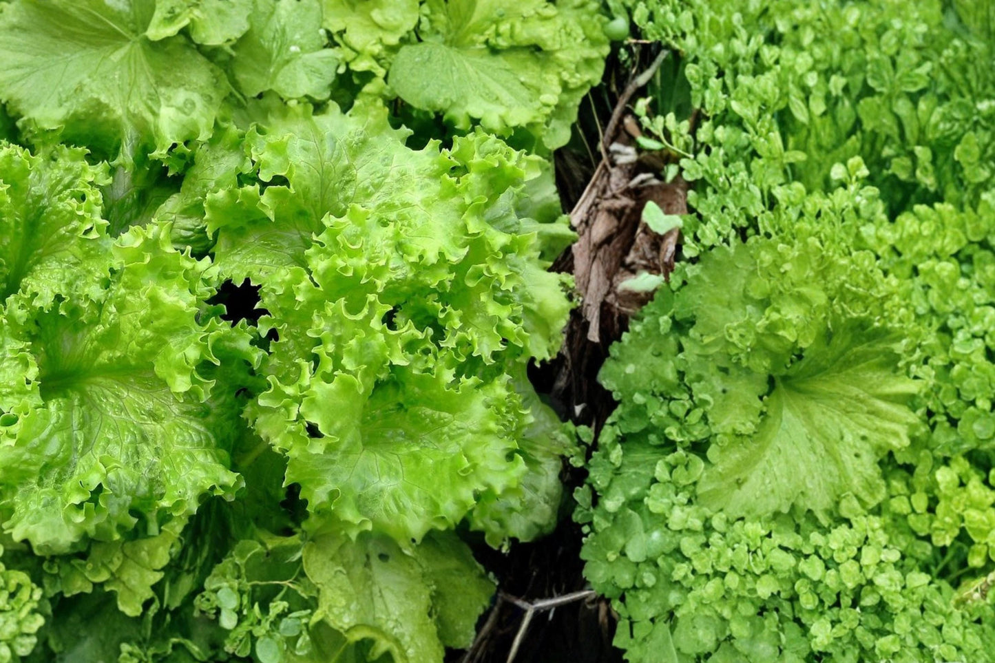 Muir Lettuce Seeds – Lactuca sativa – Crisp Light Green Leaves, Dense Heads, Upright Growth, Vegetable Seed