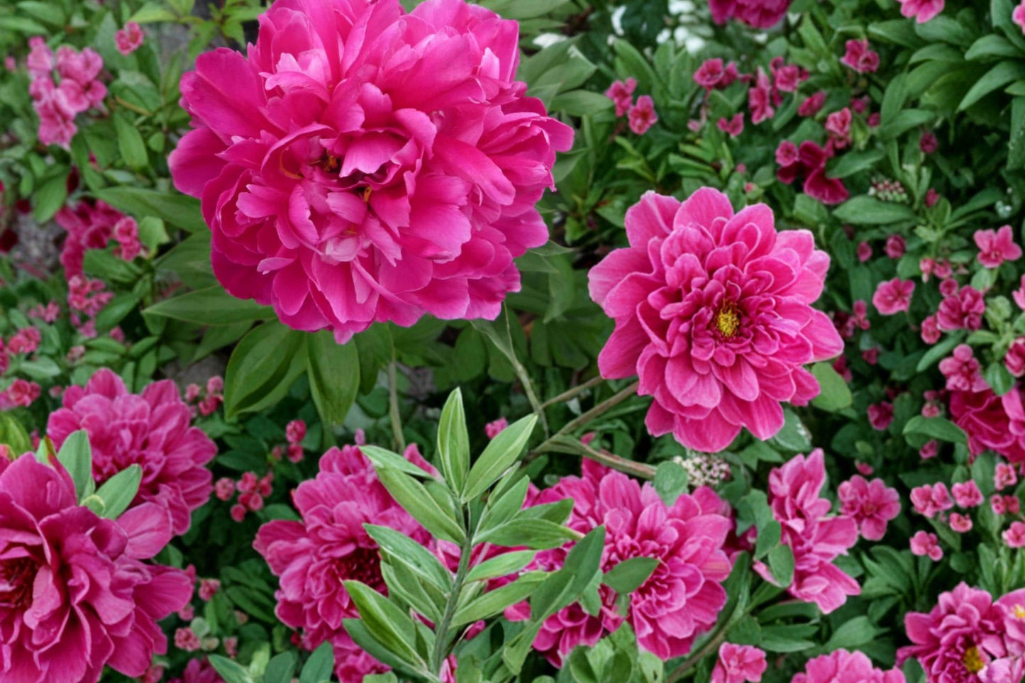 Karl Rosenfield Peony Roots – Paeonia lactiflora, Magenta Double Blooms, Perennial Flowering Plant for Garden Beds