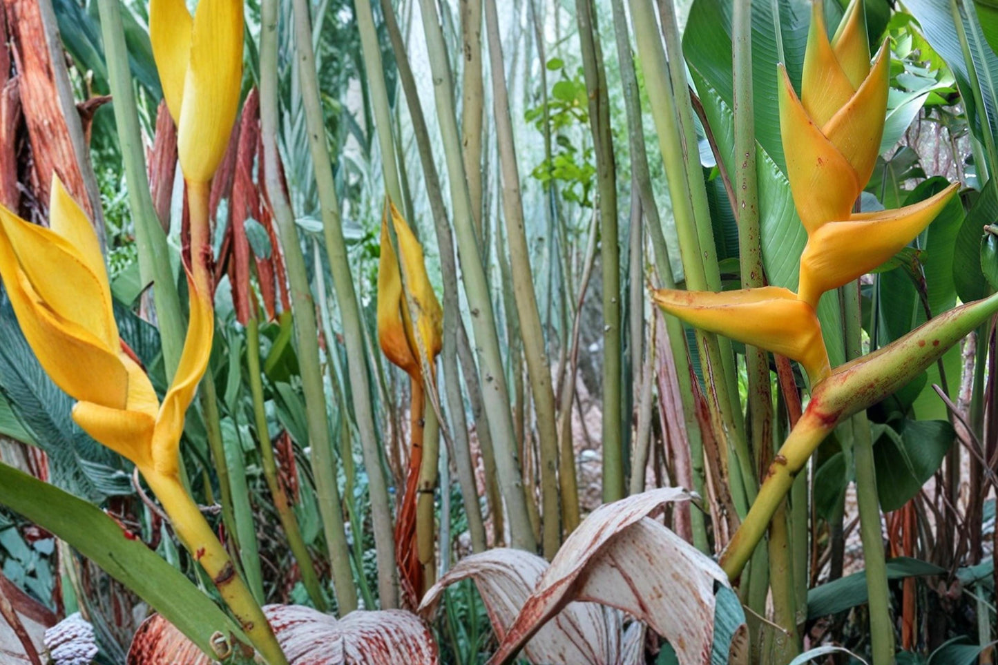 Heliconia Champneiana Seeds – Tropical Ornamental Plant with Bold Foliage and Red Bracts, Indoor or Warm Climate Garden Plant