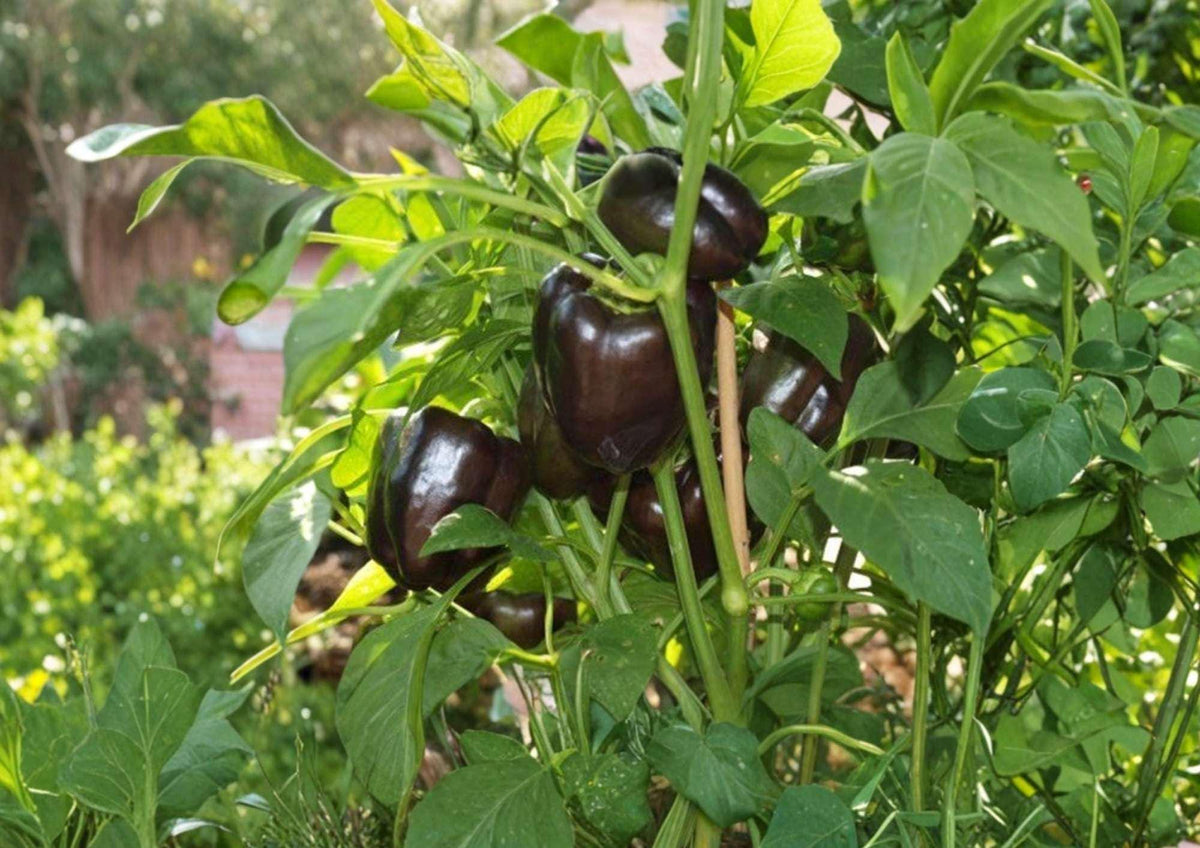 100+ Chocolate Bell Pepper Seeds, Heirloom Non-GMO, Sweet Bell Peppers, Capsicum annuum
