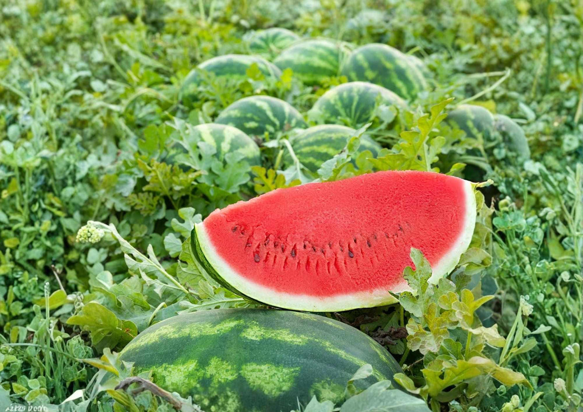 Crimson Sweet Watermelon Seeds - Heirloom Organic Non-GMO Fruit Seeds for Garden Planting, Red Flesh Melon, Juicy Summer Variety