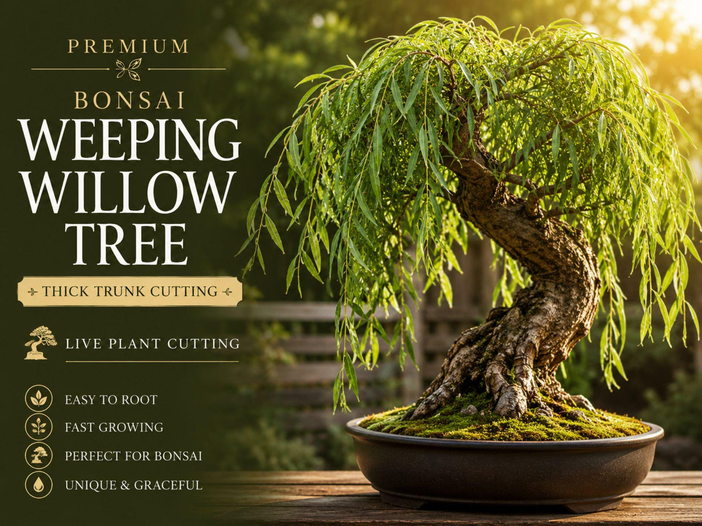 Weeping Willow Cutting | Thick Trunk | Salix babylonica | Bonsai Starter Live Plant for Shaping and Propagation