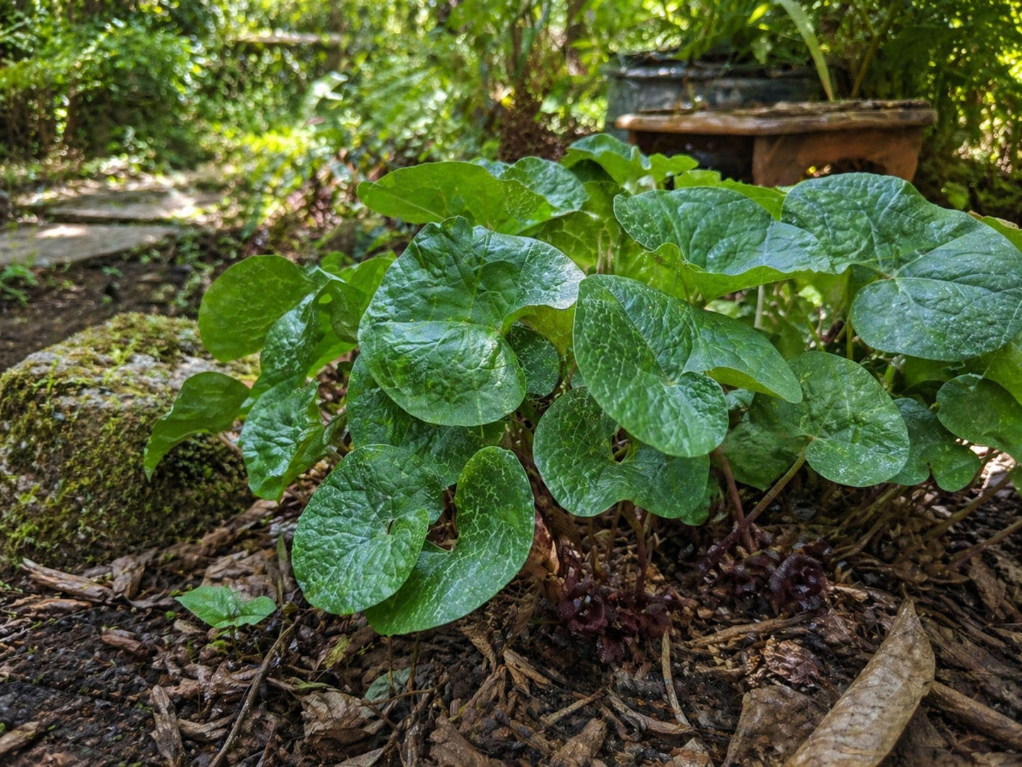 Wild Ginger Seeds 3-Pack – Heirloom Non-GMO Woodland Shade Garden Planting – Asarum canadense