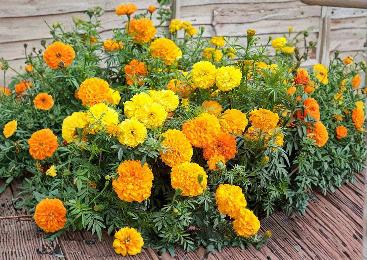 African Marigold Seeds Crackerjack Mix, Large Double Blooms, Bright Yellow and Orange, AAS Winner, Garden Planting