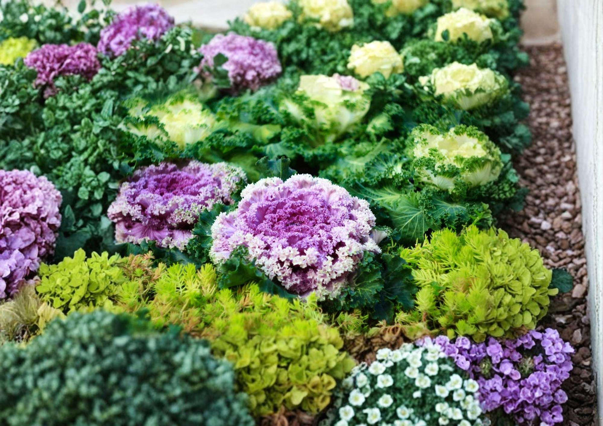 200+ Kale Garden Blend Seeds – Colorful Heirloom Leafy Greens Mix for Garden Planting, Cold Hardy, Nutritious Vegetables