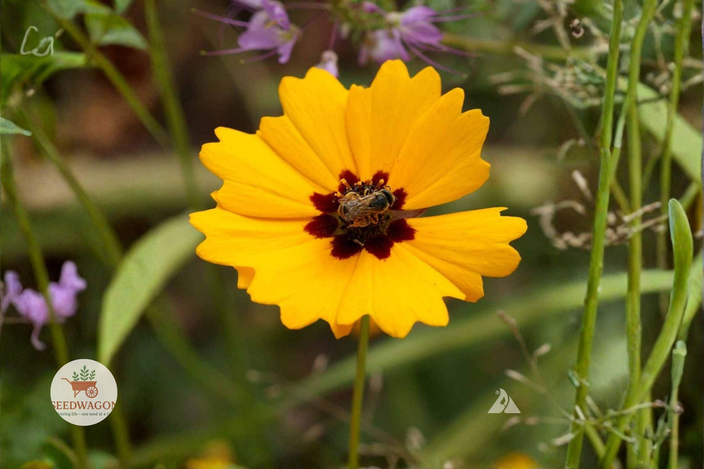 Golden Wave Tickseed Seeds – Coreopsis basalis Wildflower, Yellow, Pollinator Attracting, Drought Tolerant, 100 Seeds
