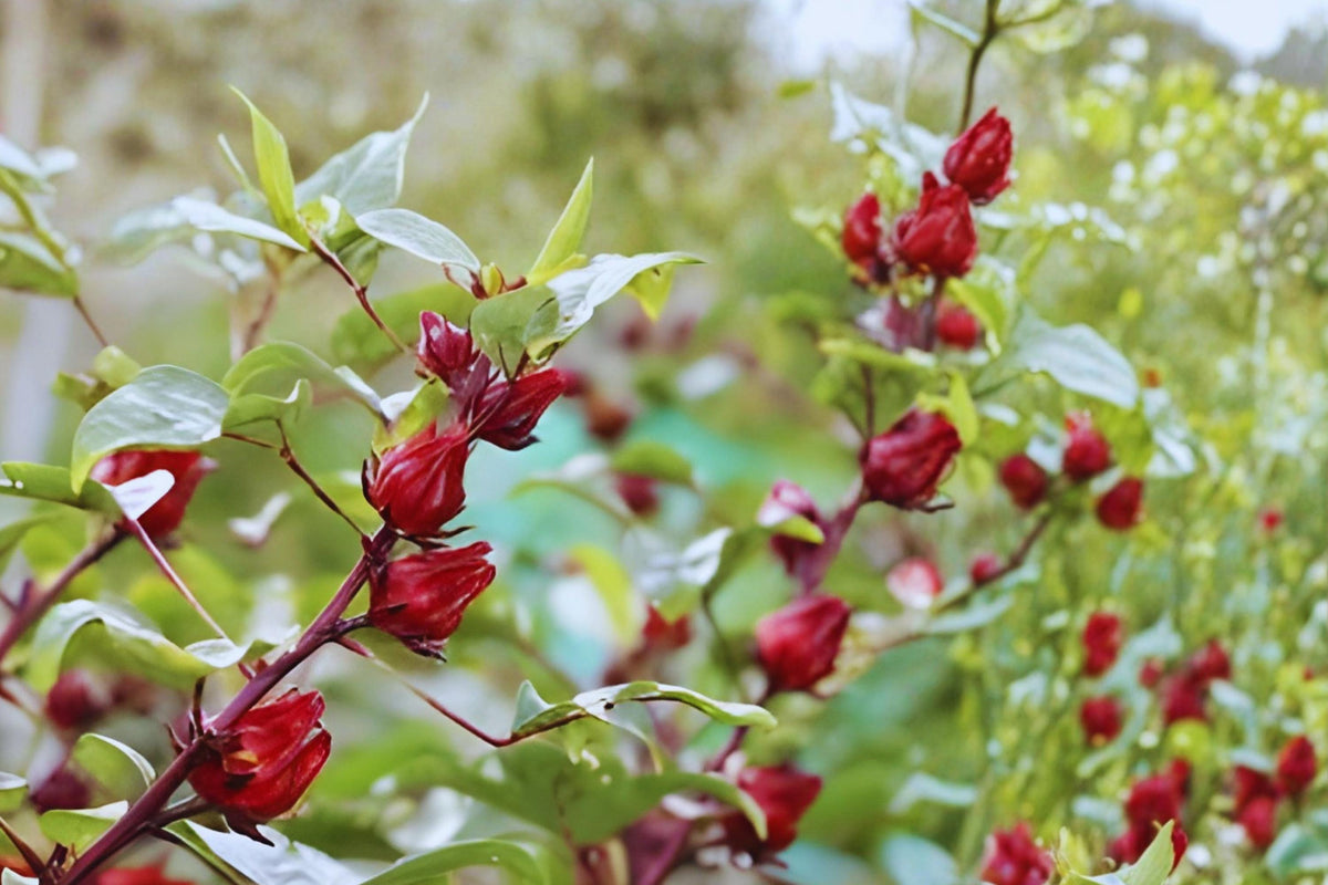 Roselle Hibiscus Seeds (10) | Tropical Edible Plant for Tea, Drinks & Cuisine | Hibiscus sabdariffa