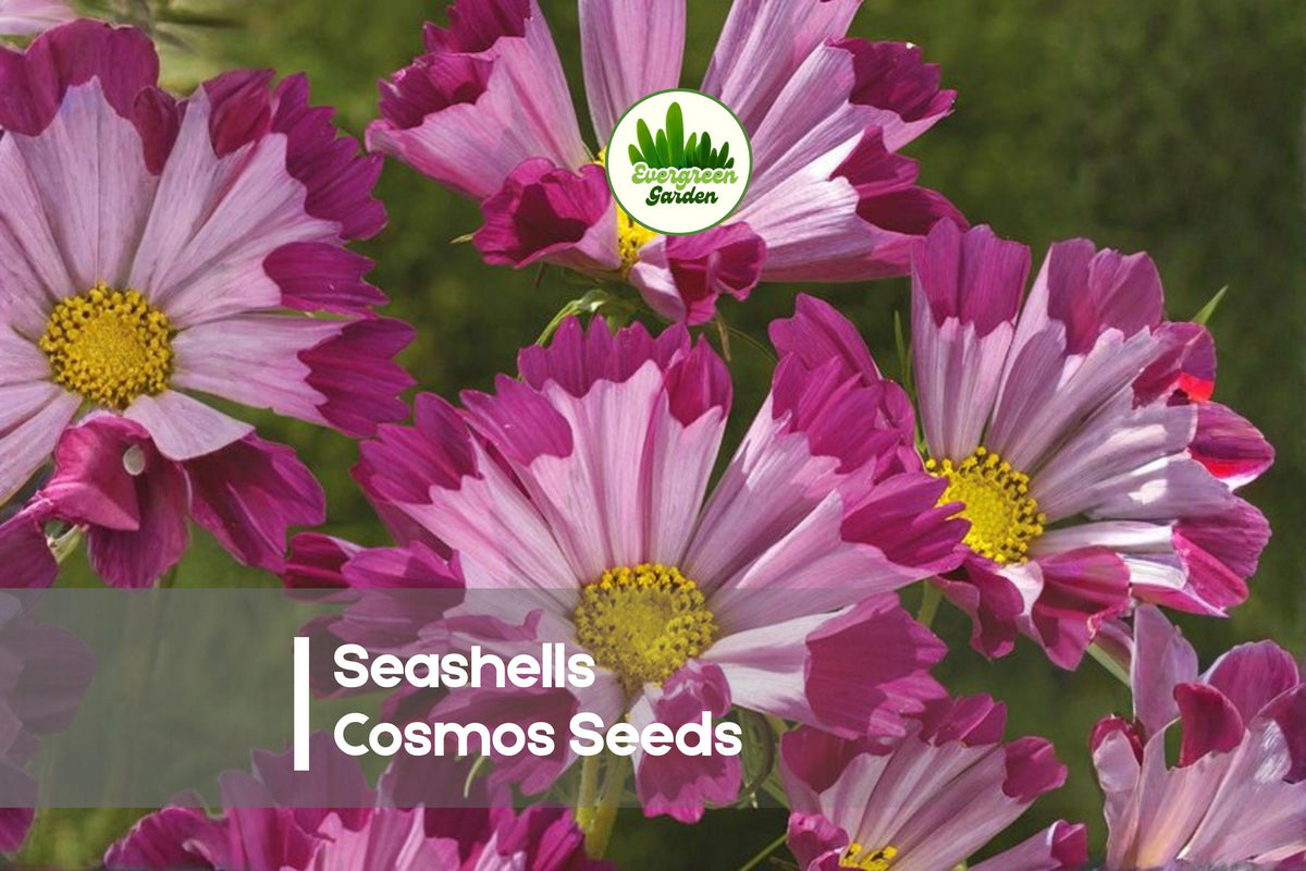 Seashells Cosmos Seeds, 200 Pack, Fluted Petals, Pink White Pastel Colors, Cosmos bipinnatus, Annual Flower for Borders & Pollinators