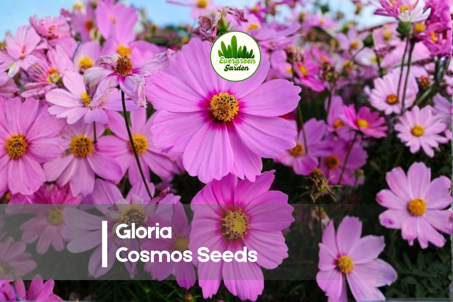 Gloria Cosmos Seeds, Pink Magenta Rose Blooms, Annual Flower, Cosmos bipinnatus, Wildflower & Border Plant, 200 Seeds