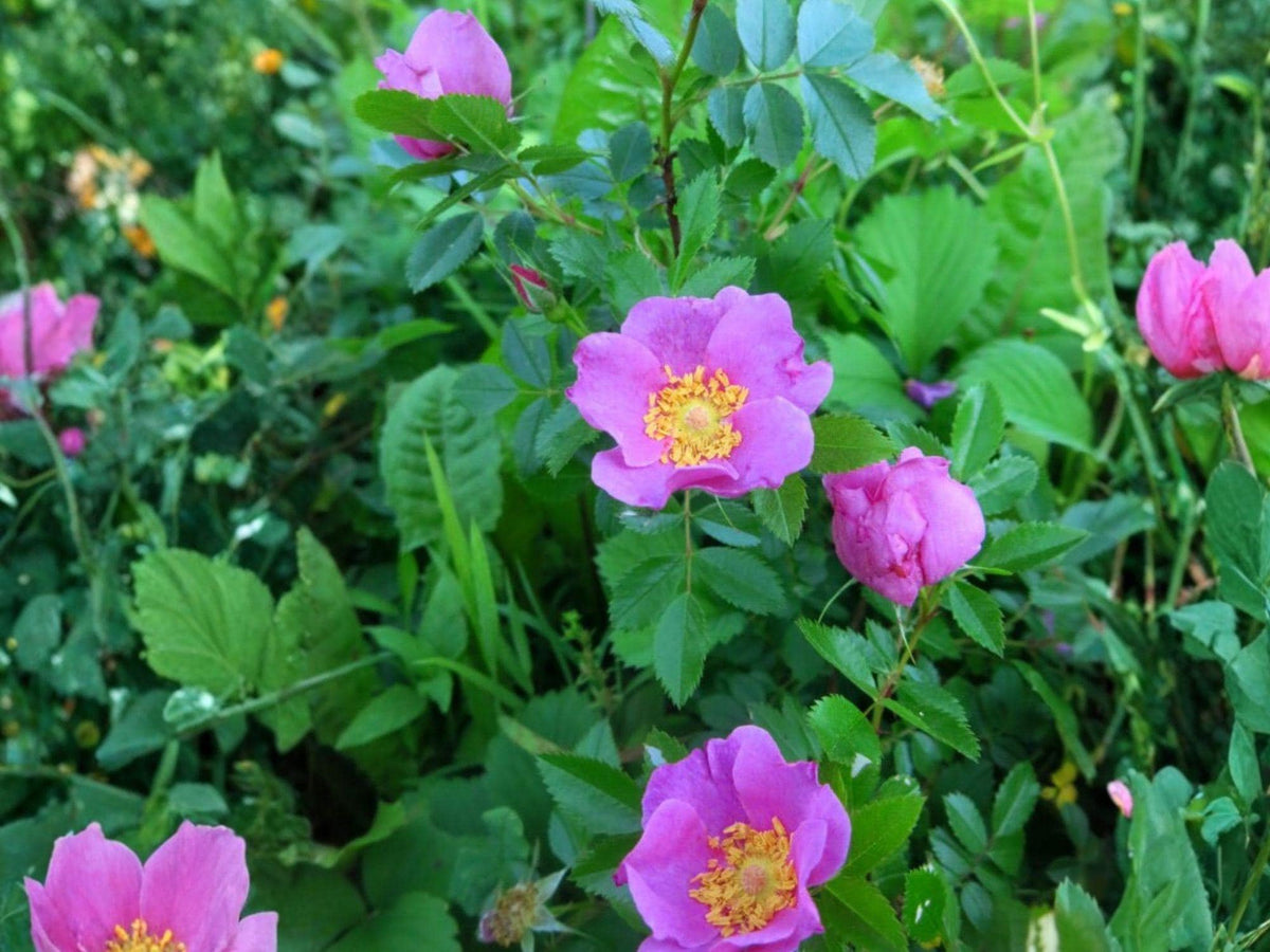 Pasture Rose Wild Rose Seeds | Rosa carolina Flowering Shrub for Garden & Meadow Planting | Pink Blooms, Perennial, 15 Seeds