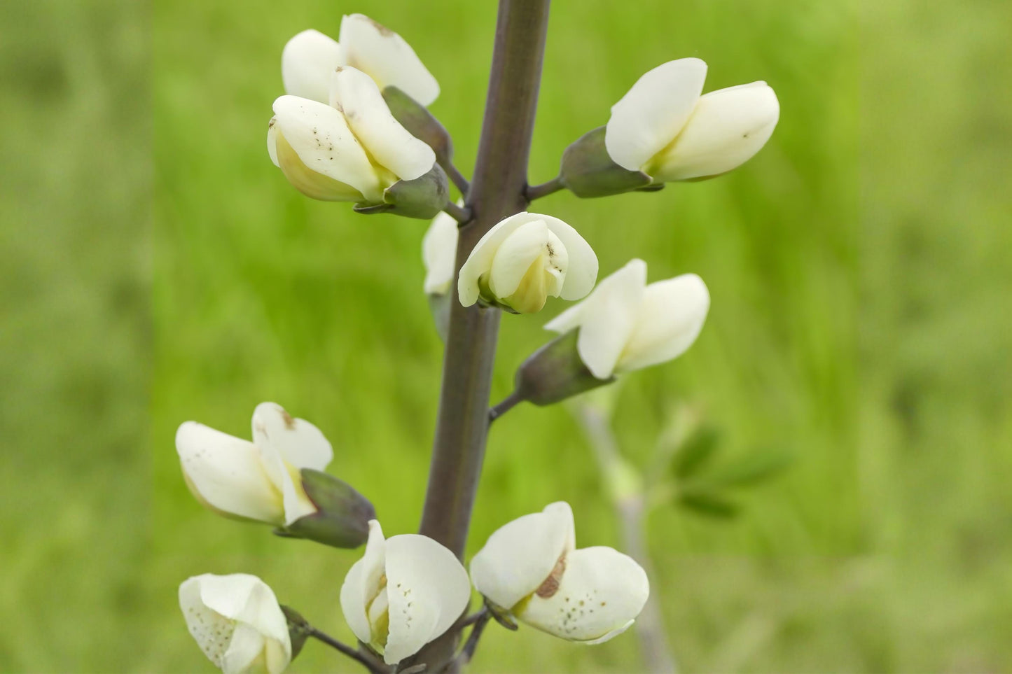 White Wild Indigo Seeds (Baptisia alba) – Native Perennial with Creamy White Flowers, Blue-Green Foliage, Drought Tolerant, Pollinator Support
