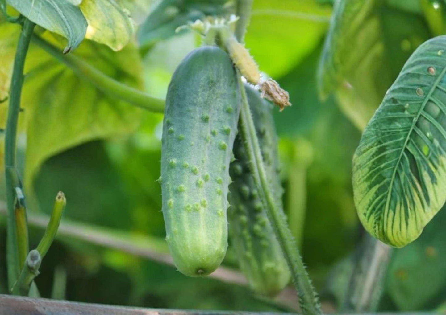 Tendergreen Burpless Cucumber Seeds, English Type Heirloom Vegetable Seeds for Slicing and Fresh Eating