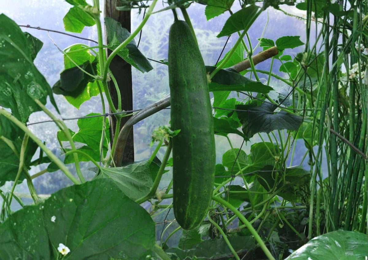 25+ Southern Delight Cucumber Seeds – Heirloom Japanese Type, High Yield, Smooth, Crisp, Burpless Vegetables for Garden Planting