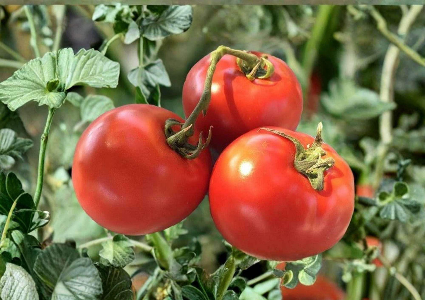 Siberian Tomato Seeds Heirloom Non-GMO Cold Hardy Vegetable Seeds for Garden, Early Red Tomato, Short Season, High Yield